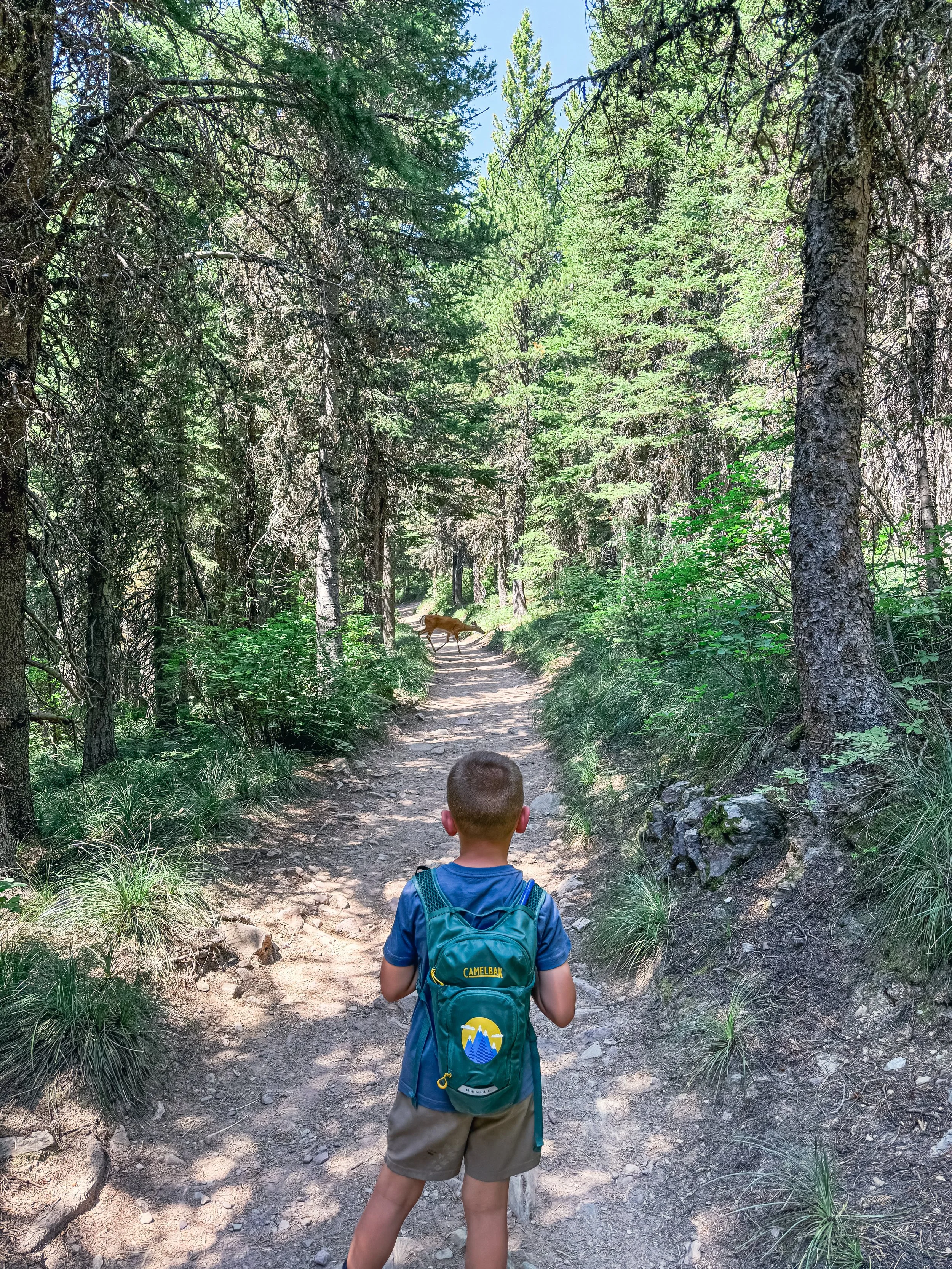 little boy, wearing a camelbak hydration pack, standing on a trail, with a deer crossing it