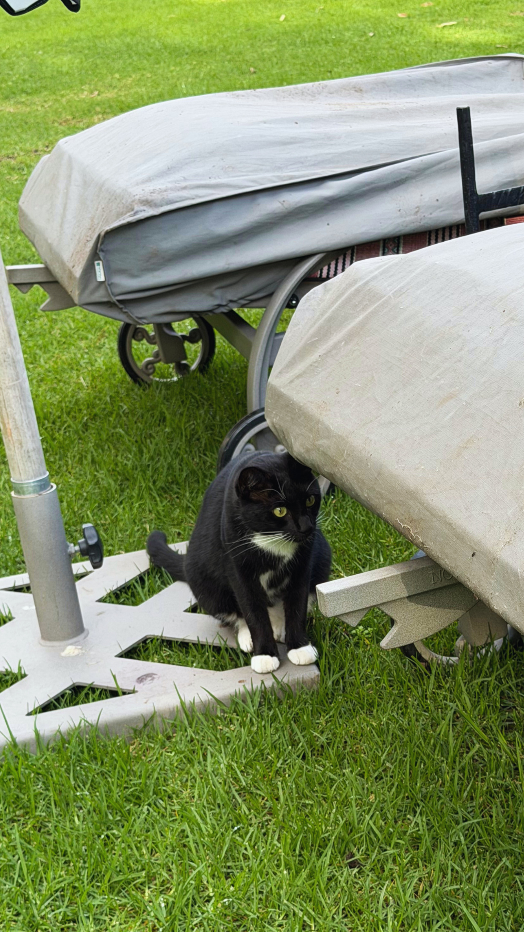 Nellie, the cat at Mount Nelson
