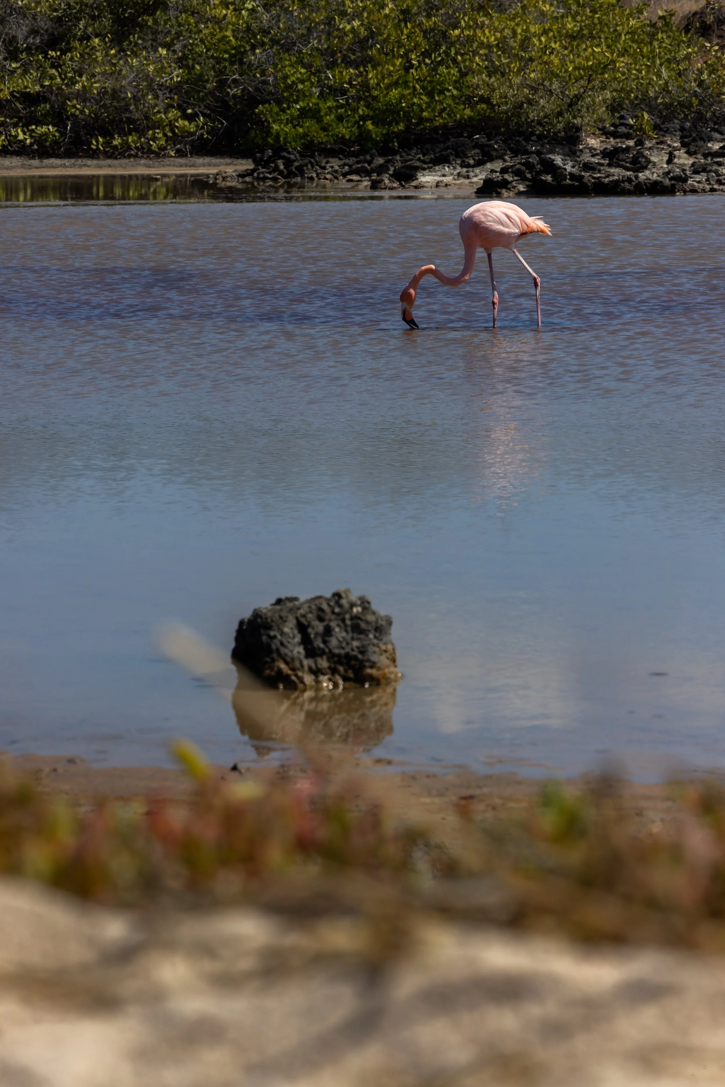 A pink flamingo standing in shallow water with one leg raised, surrounded by rocks and green bushes in the background.