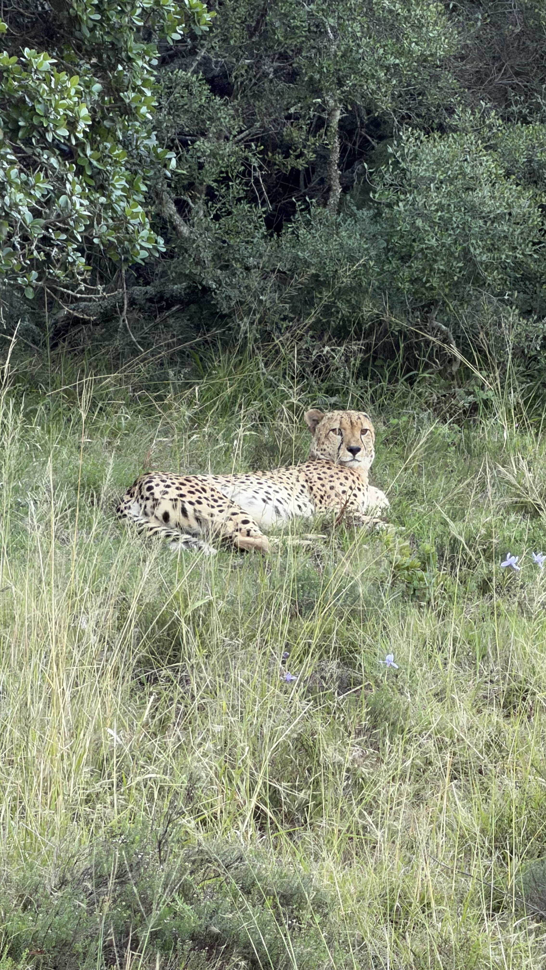 The cheetah we spotted at Shamwari Private Game Reserve