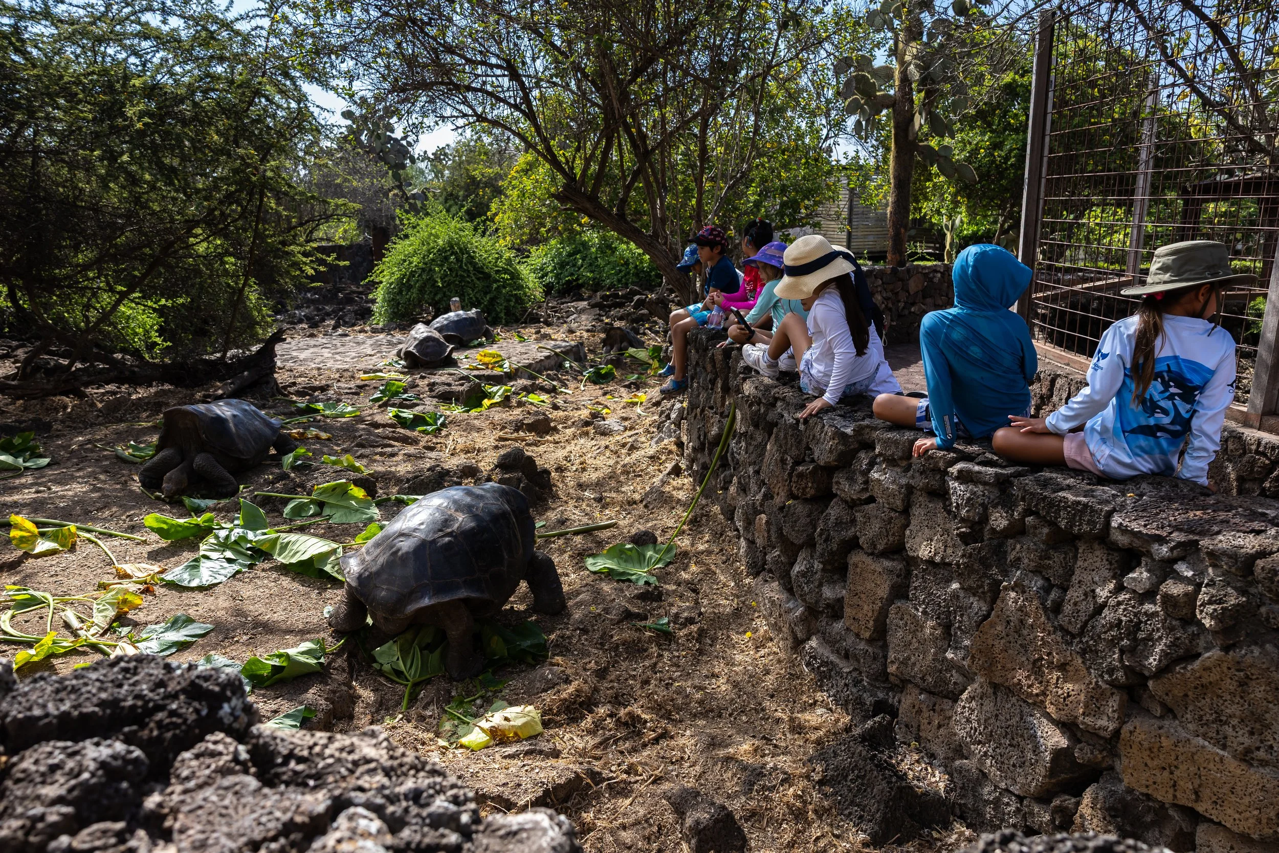 Children sitting on a stone wall observing turtles in an outdoor enclosure with trees and greenery.