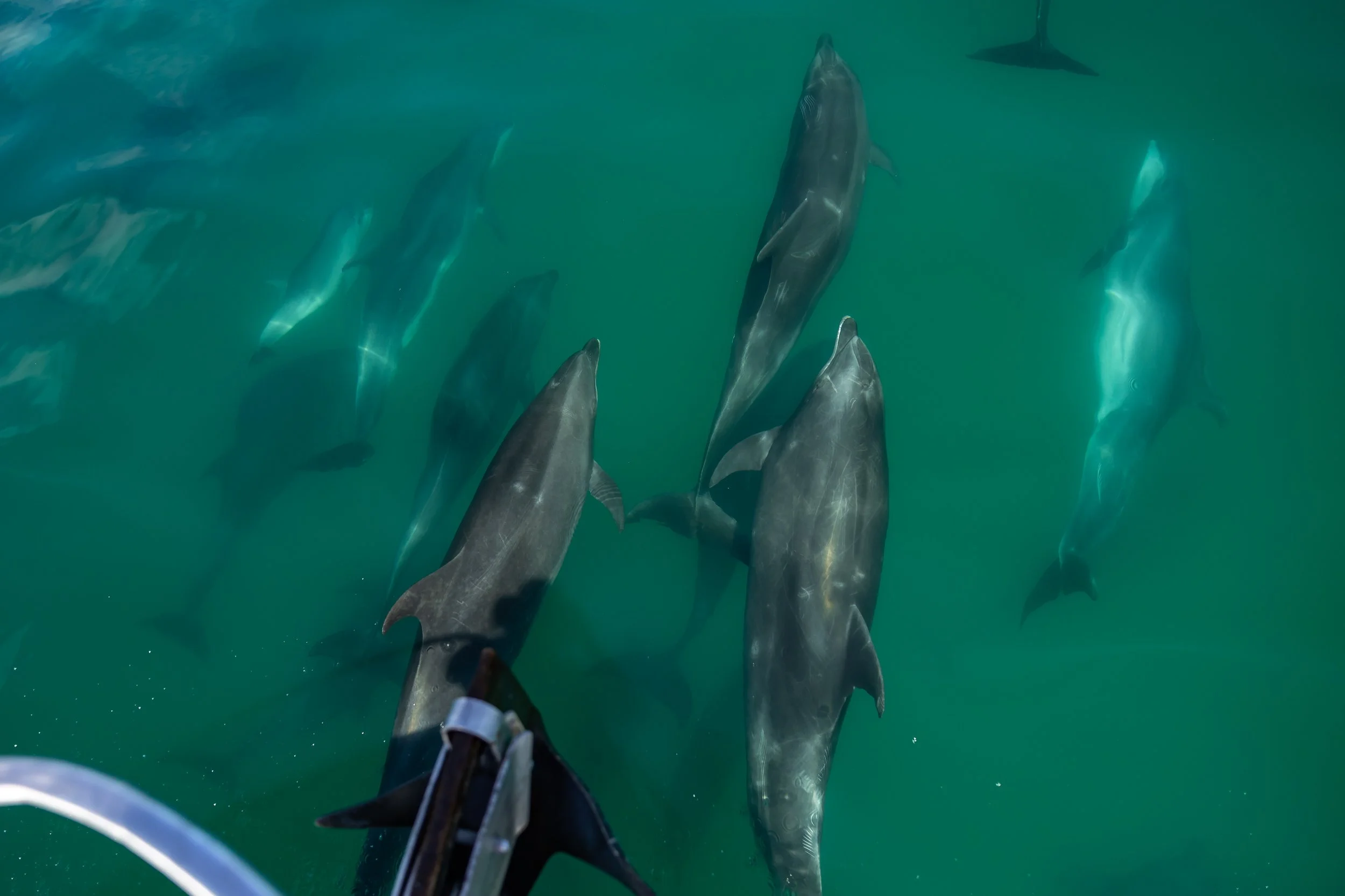View from above of a group of sharks swimming in greenish water.