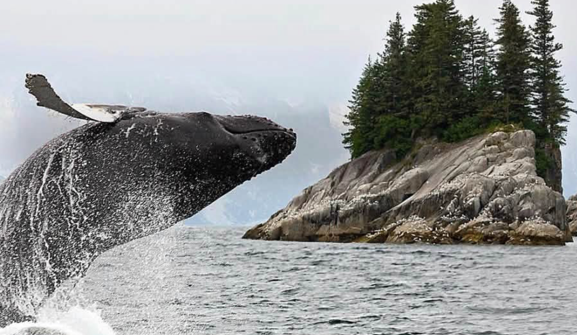 A whale breaching in the ocean near an island with rocky cliffs and evergreen trees.