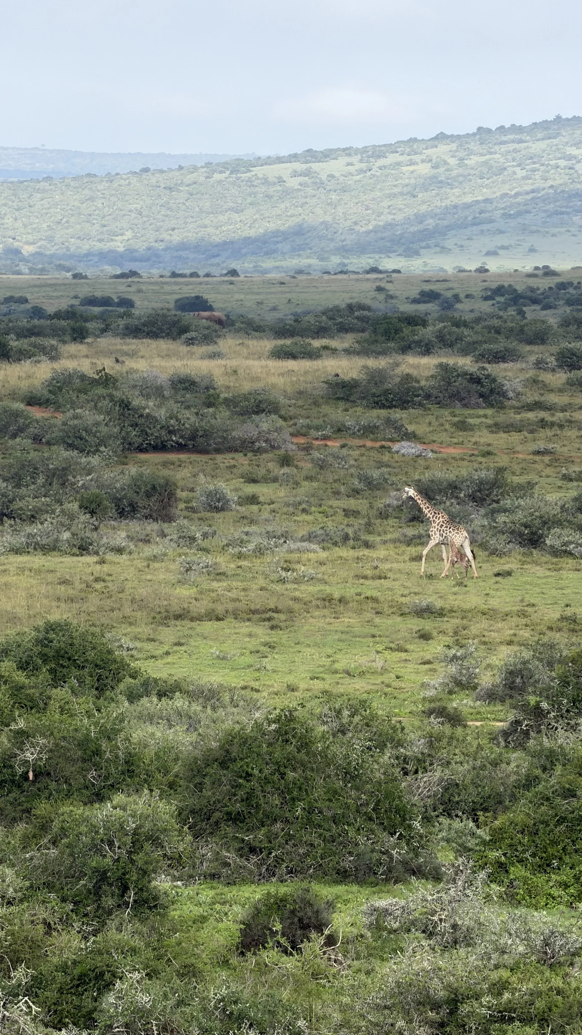 We spotted a really small baby giraffe near the mama while having coffee on our morning drive!