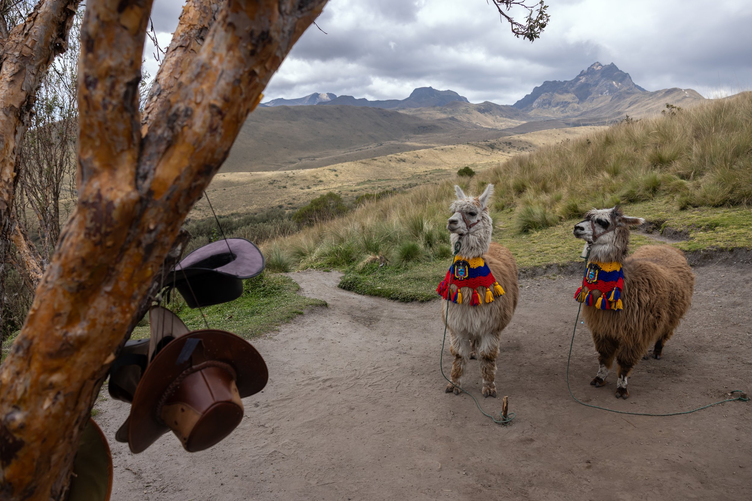 Two llamas wearing colorful blankets standing on a dirt path in a mountainous landscape with cloudy skies and grass-covered hills.