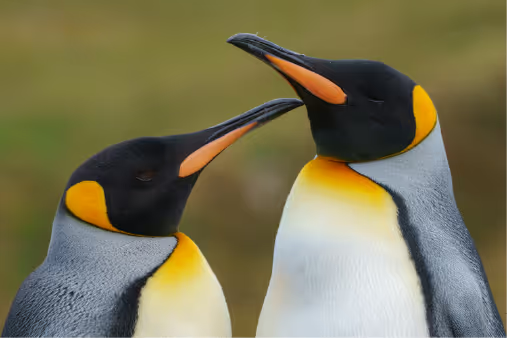 Two penguins touching beaks, one appears to be nuzzling the other.