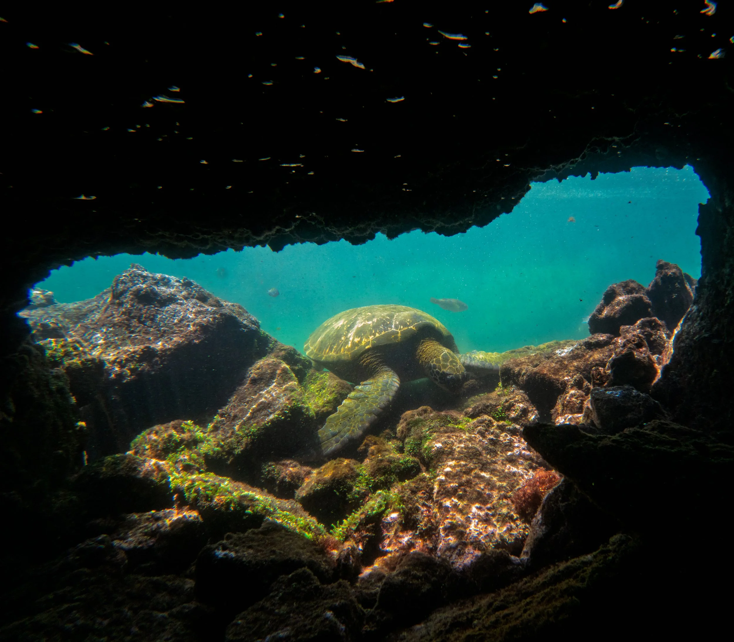 Underwater scene with rocks, coral, and a sea turtle on the ocean floor.