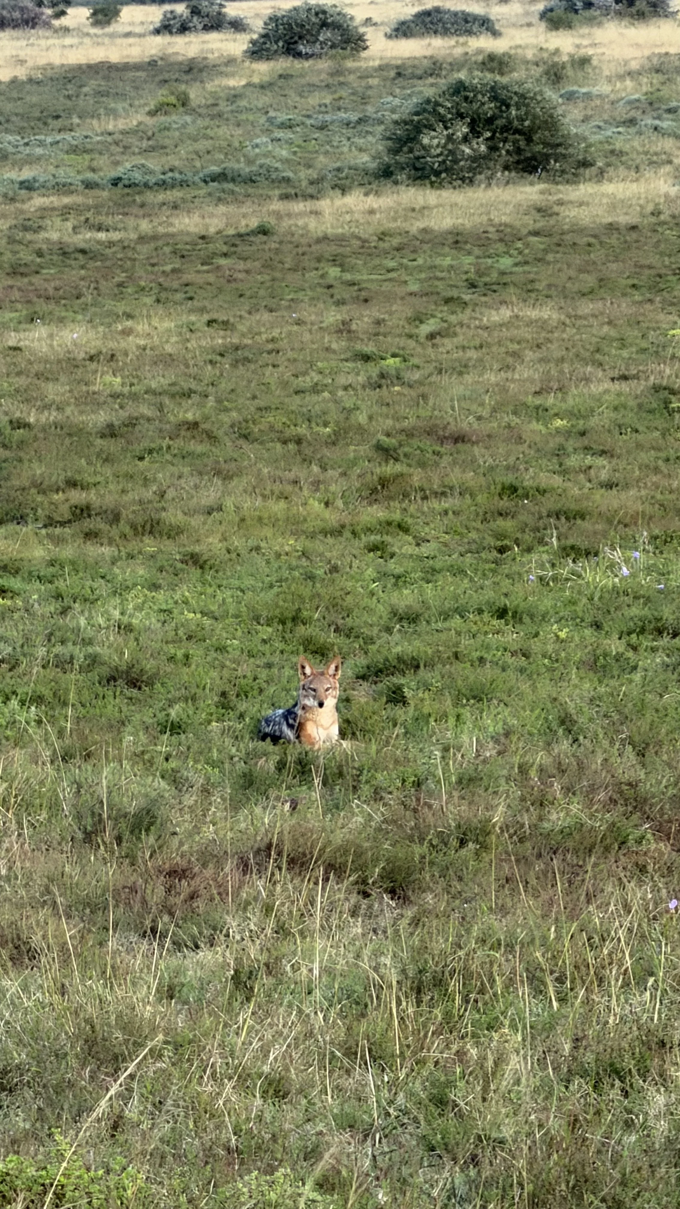 A jackal on the safari drive.