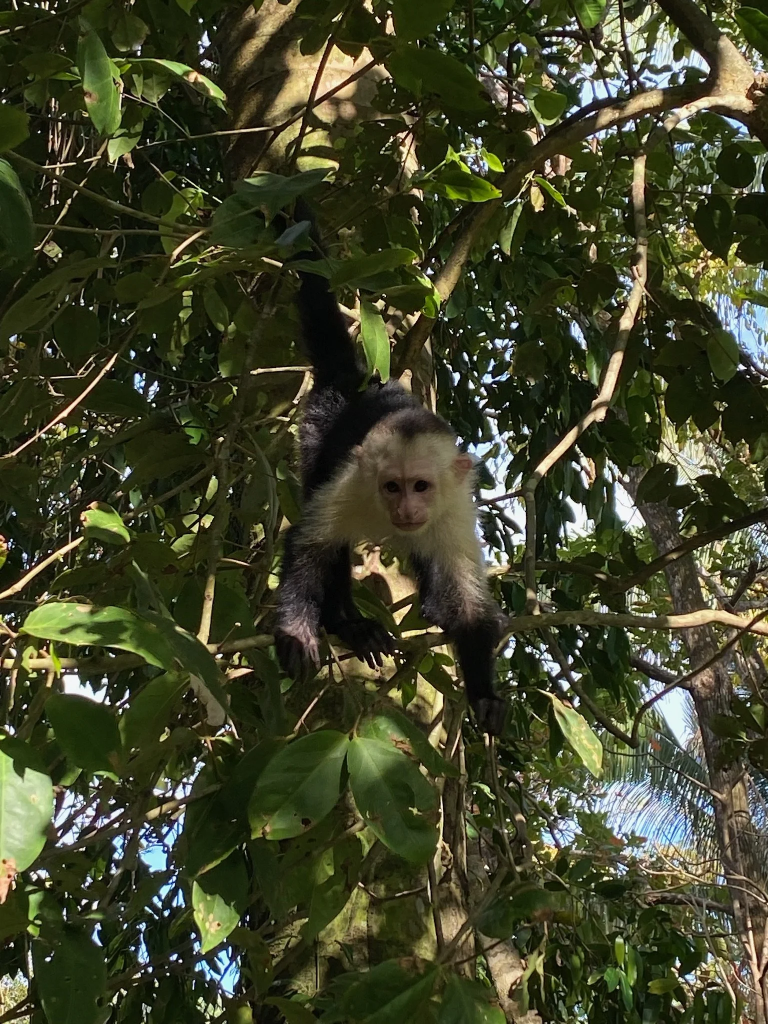 A young monkey with white fur on its face and dark fur on its body is hanging from a tree branch amidst lush green leaves and dense foliage.