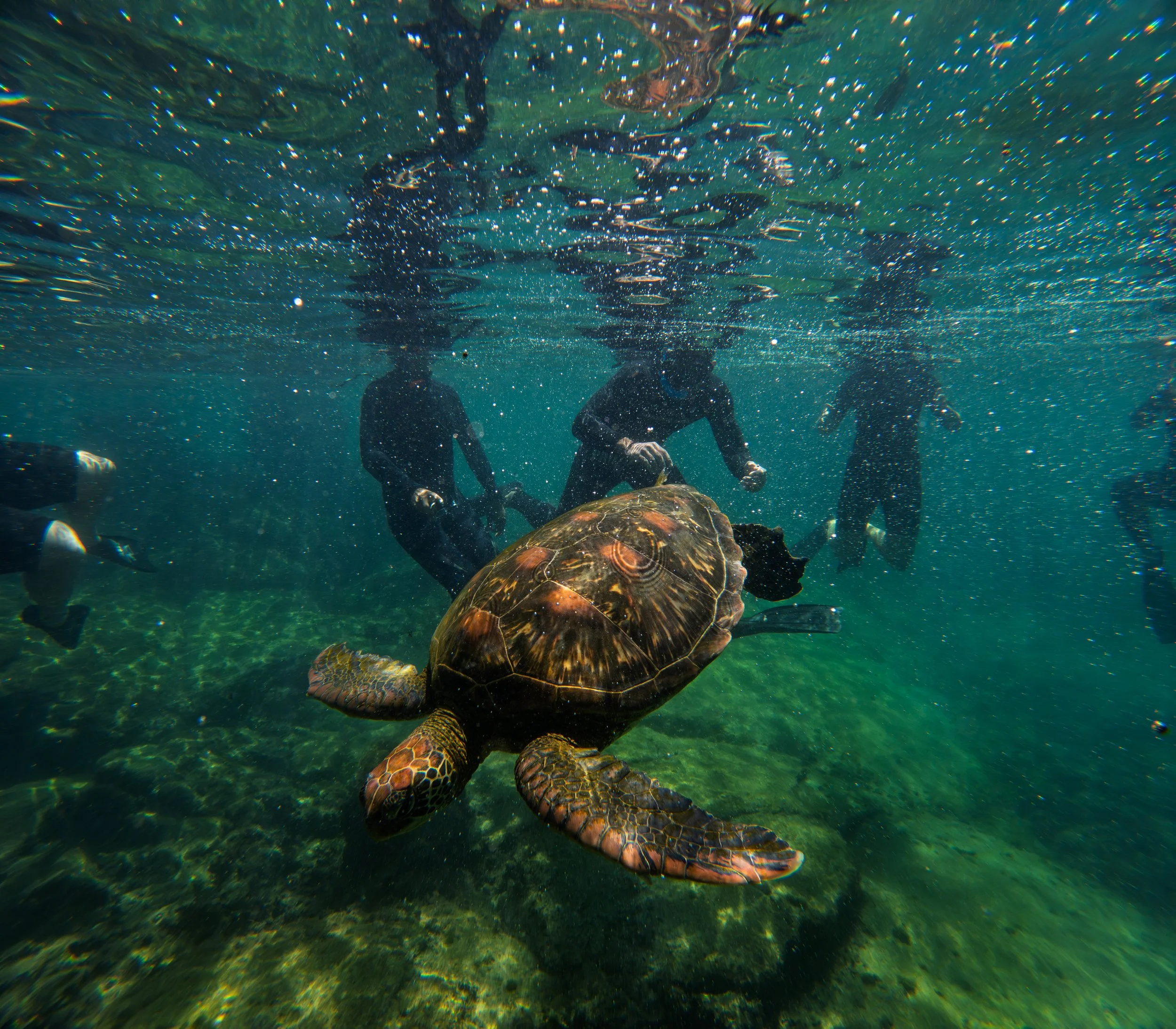 Underwater scene showing three people in wetsuits and helmets, exploring a water environment with a large turtle resting on the bottom, surrounded by floating bubbles and green water.