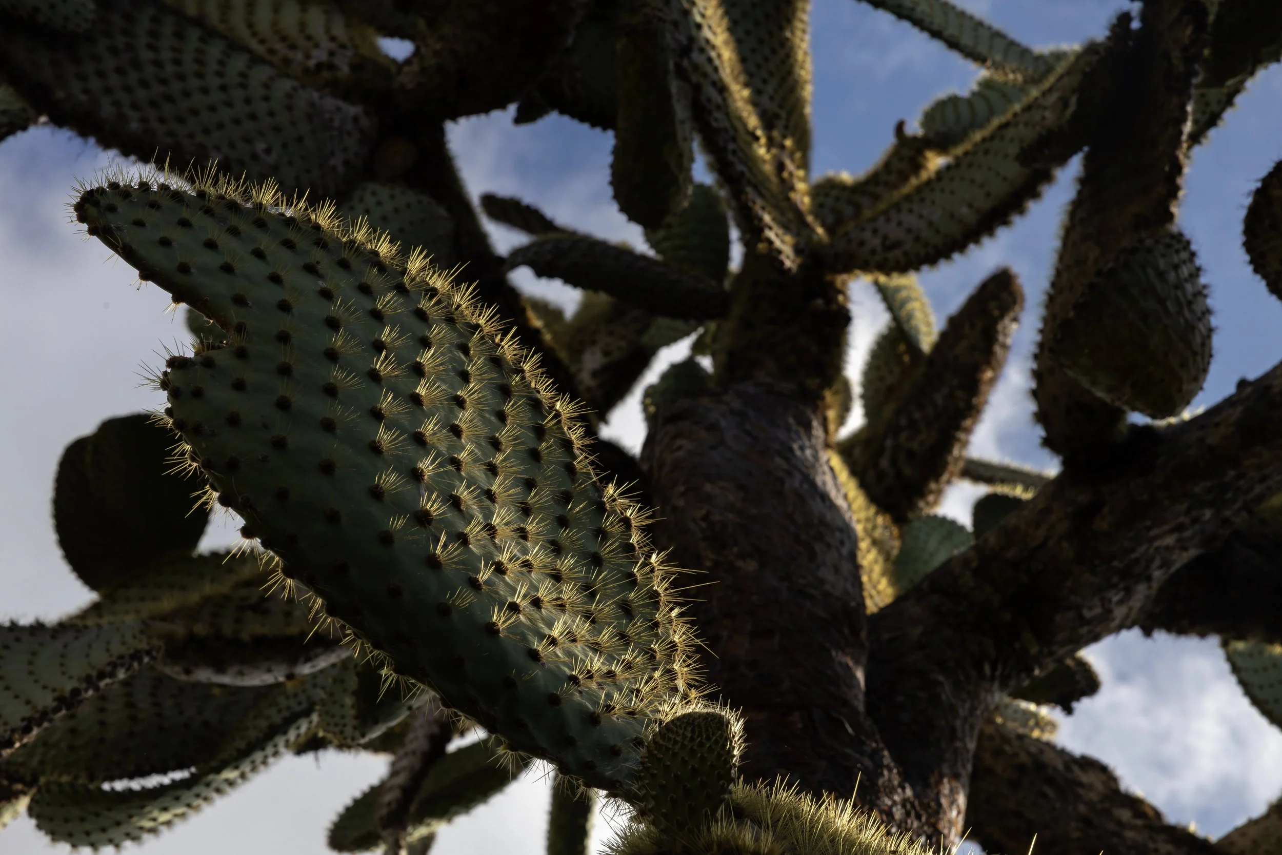 Close-up of a prickly pear cactus with multiple paddle-shaped green leaves covered in sharp spines, set against a background of a partly cloudy sky.