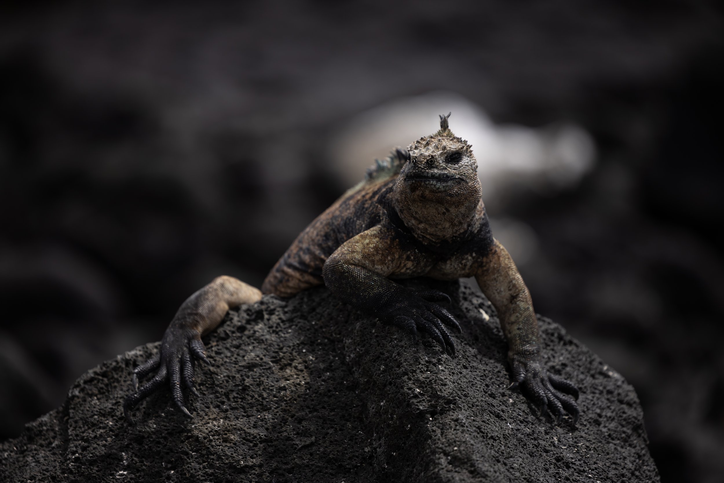 A close-up of a small iguana sitting on a dark, rocky surface with a blurred dark background.