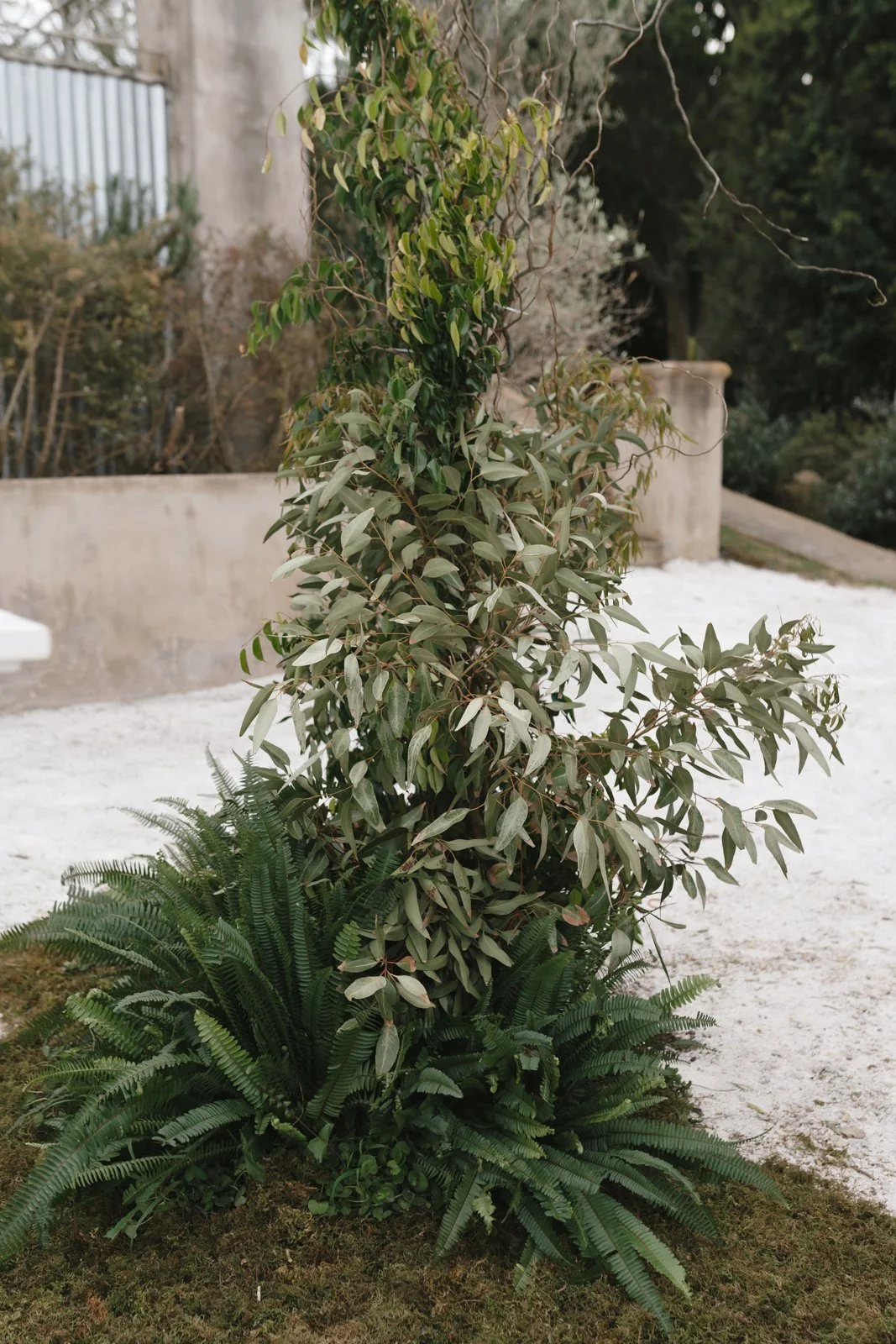 A tall green shrub with elongated leaves overlooking a white gravel surface, situated near some other plants and a concrete wall or structure in the background. Gqeberha wedding photography at The Rose Barn, Jefferys Bay
