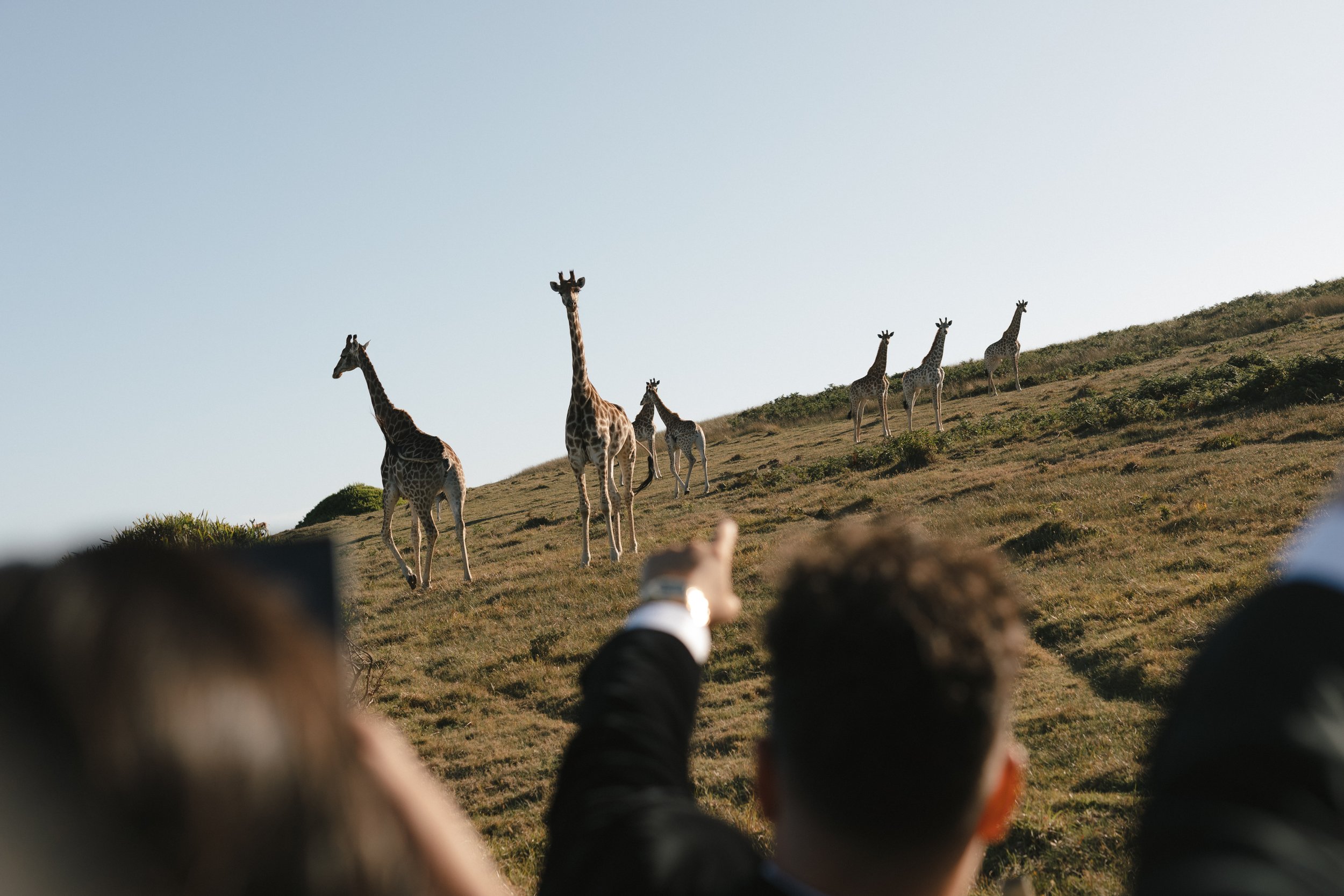 Six giraffes walking on a grassy hillside seen from the perspective of a person pointing them out from inside a vehicle. Gqeberha wedding photographer at Royalston Lakehouse.