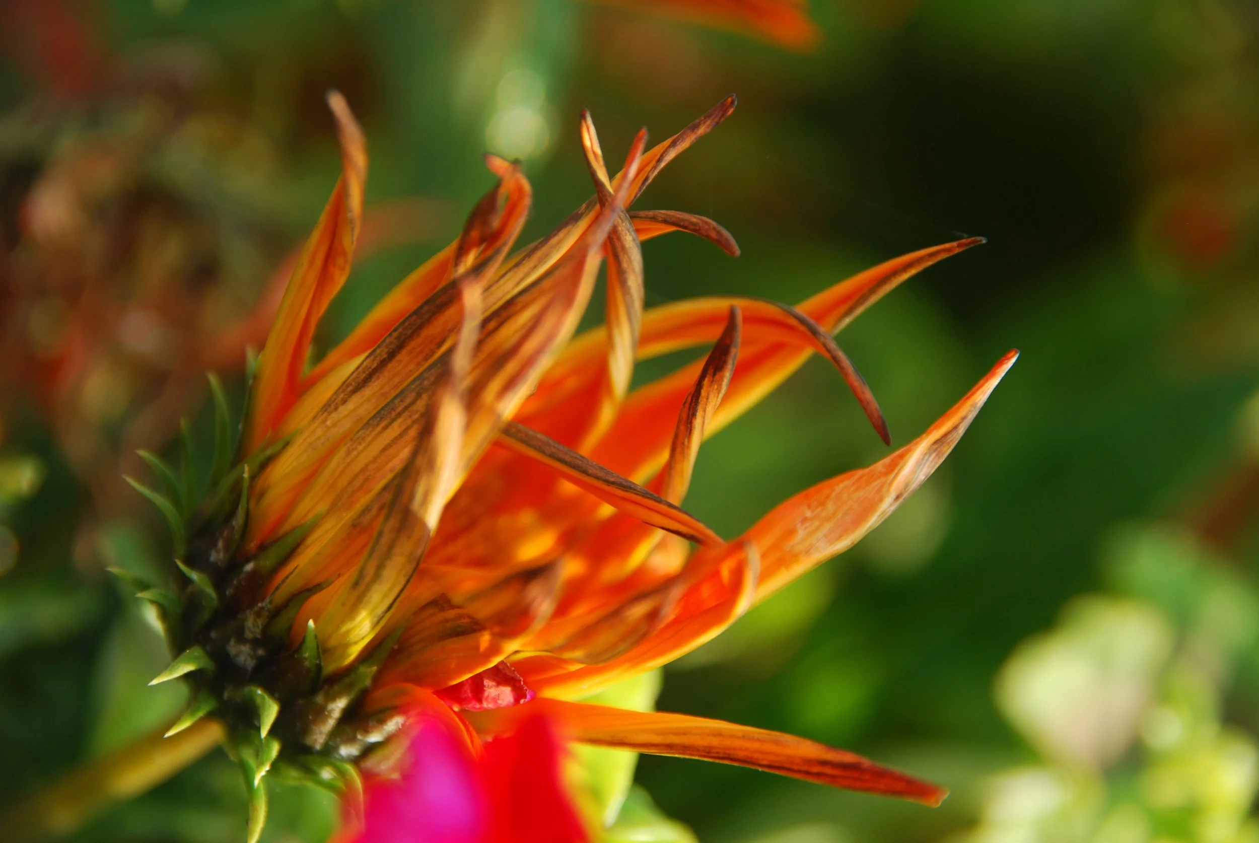flower 2.jpg