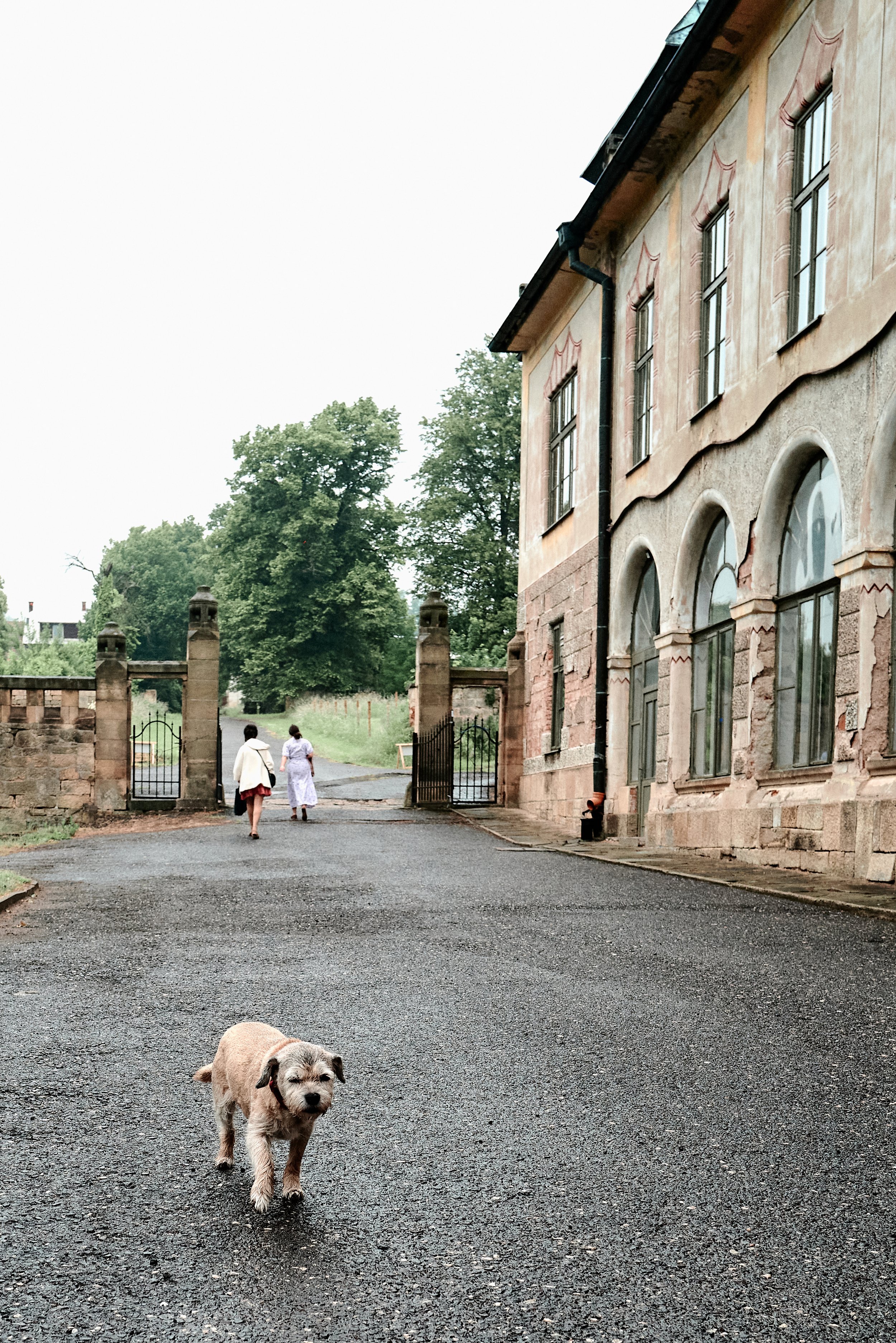 A small dog with gray and brown fur stands on a wet asphalt path, looking at the camera. Behind the dog, two women walk away from the camera, near an old stone building with large windows and an arched entrance. There are trees and a cloudy sky in th