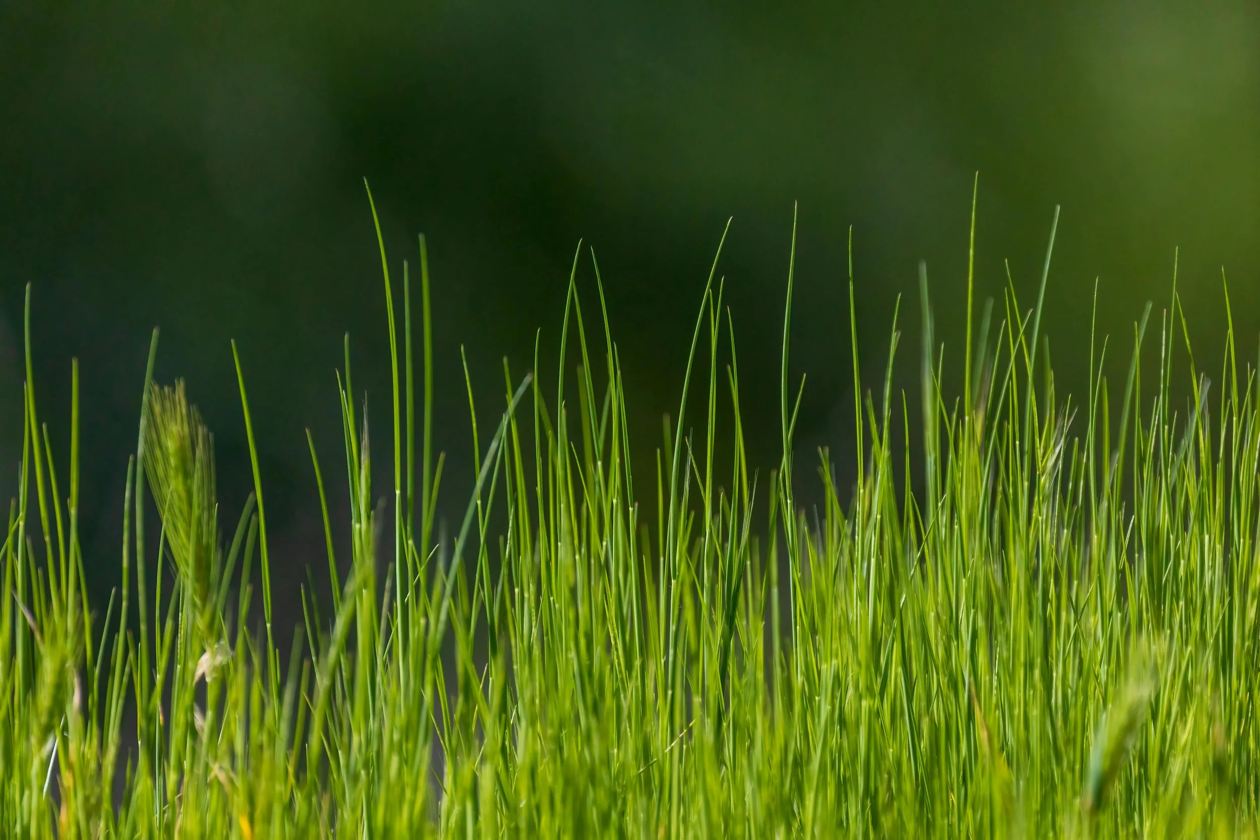 Lawn Care