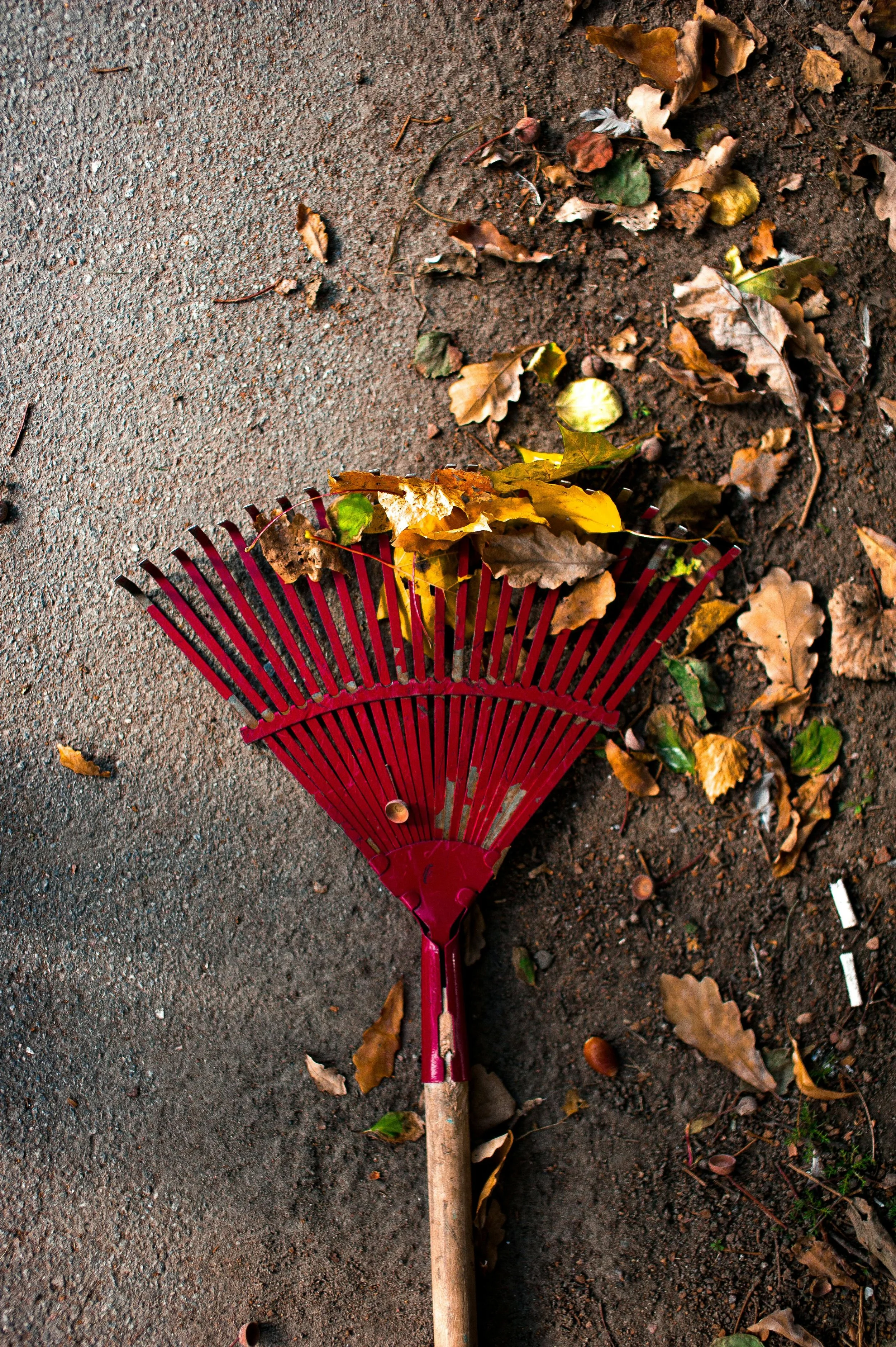 Seasonal Spring and Fall Cleanups