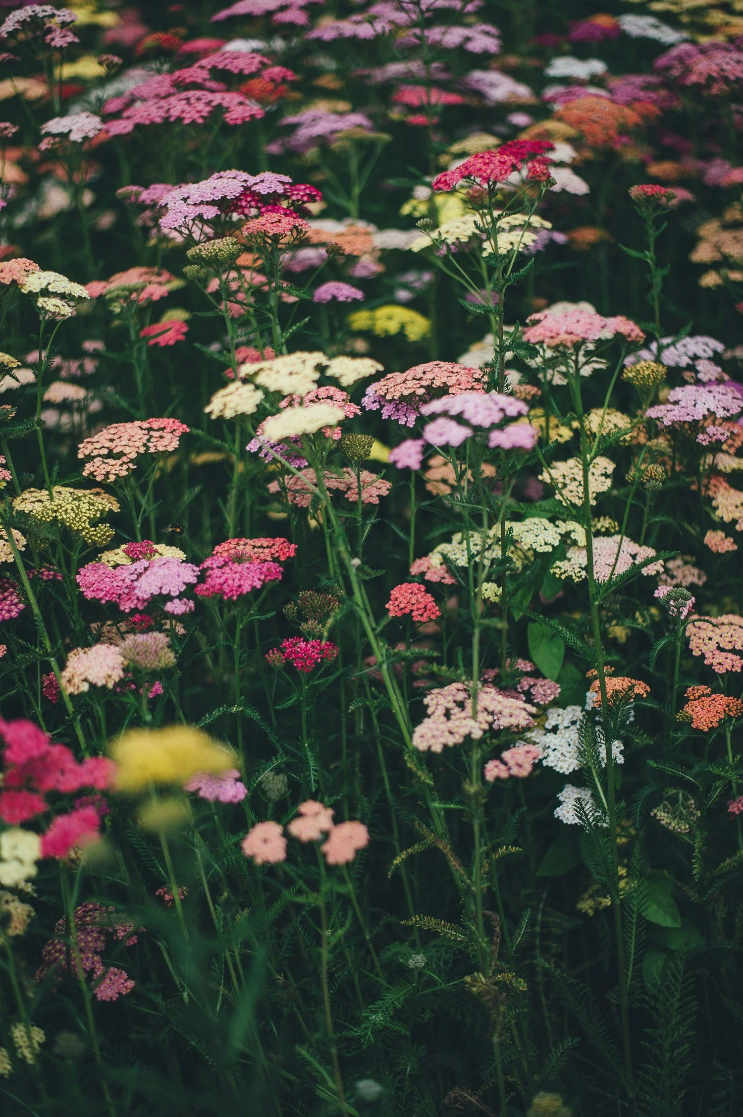 A dense cluster of colorful flowering plants, including pink, white, yellow, and red blooms, in a garden setting.