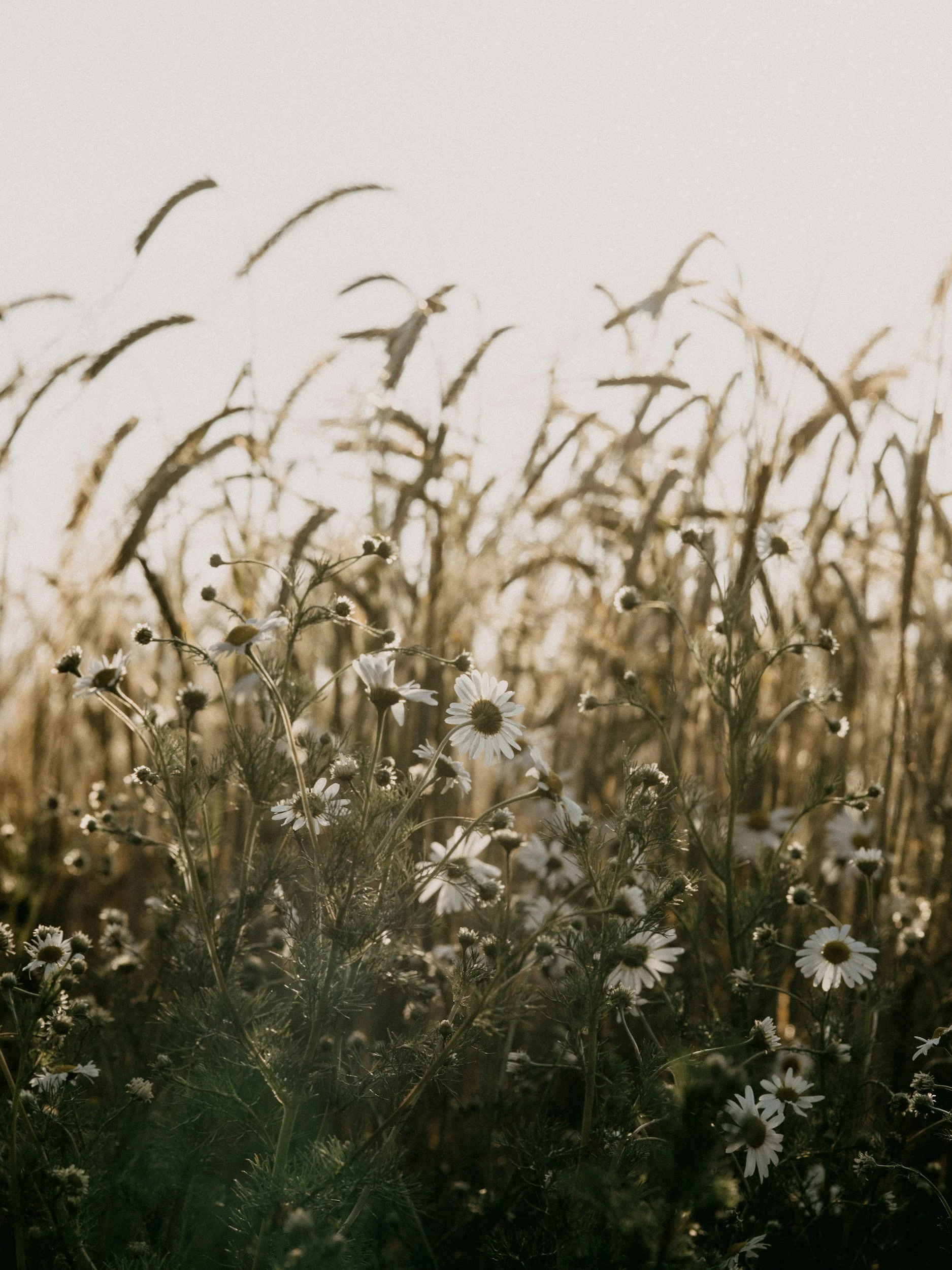 A field of wildflowers and tall dried grass, with a soft-focus background in warm, natural lighting.