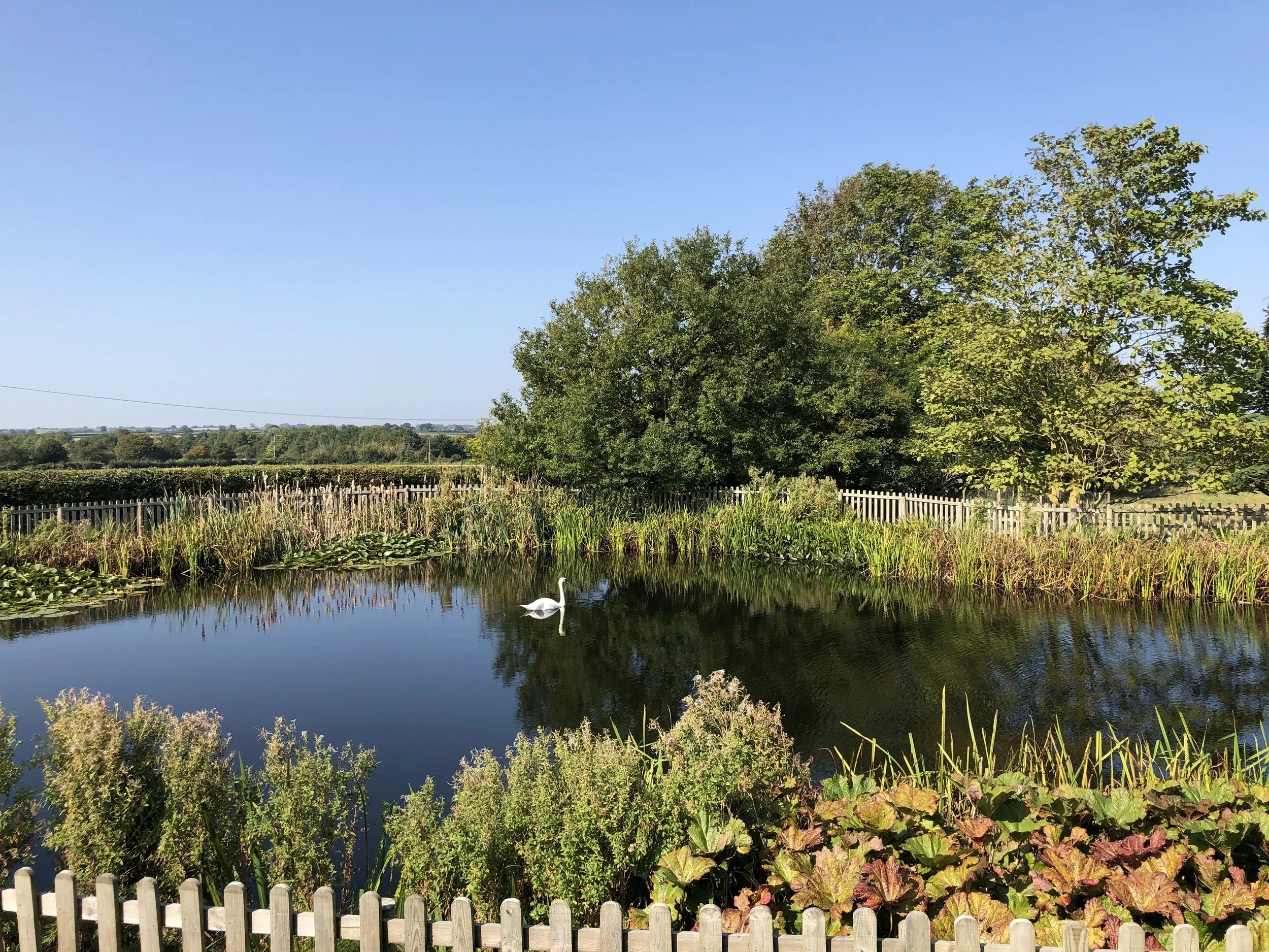 Pond.jpg