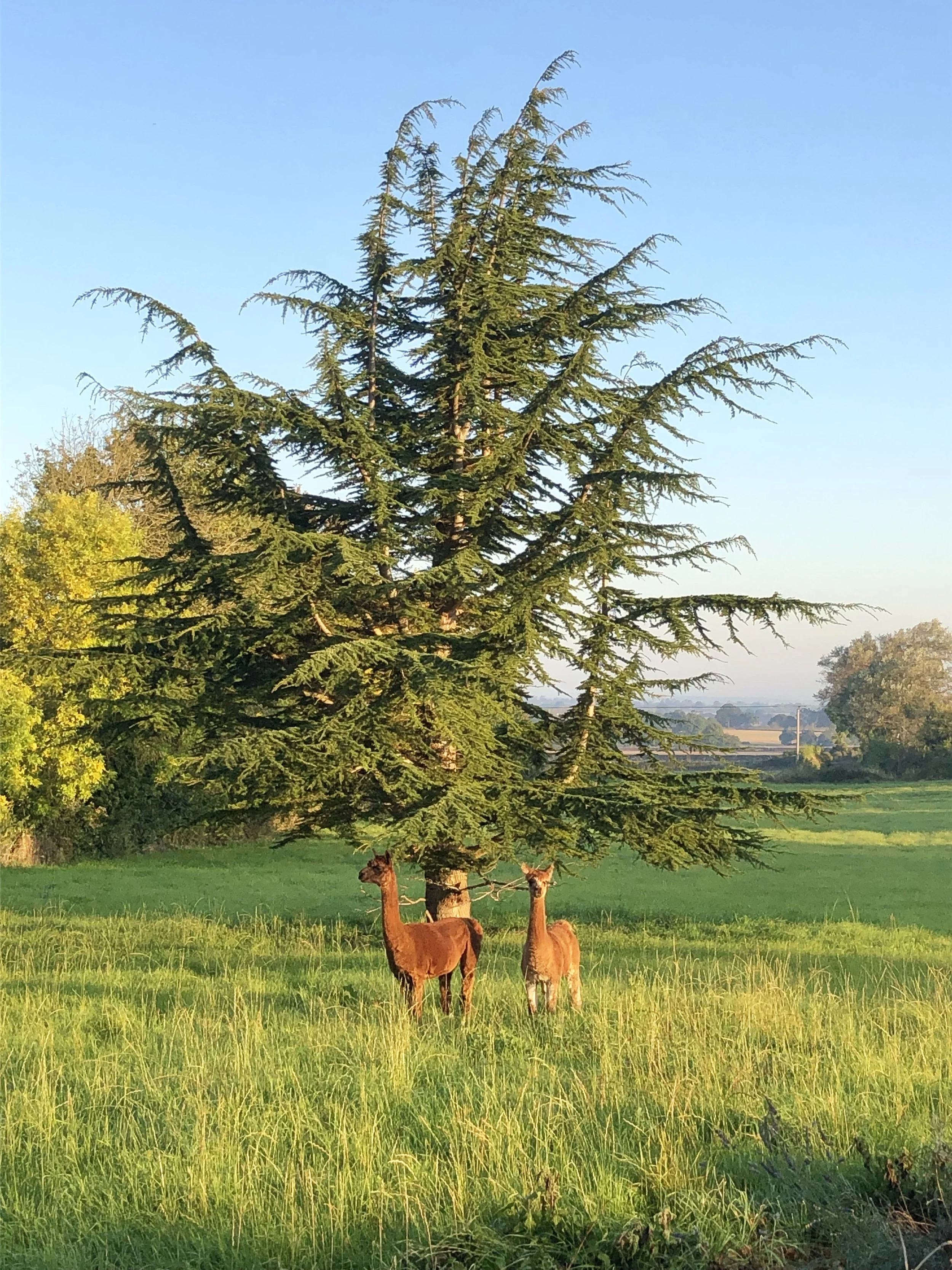 Two llamas standing in a grassy field near a large pine tree, with a rural landscape in the background, under a clear blue sky.