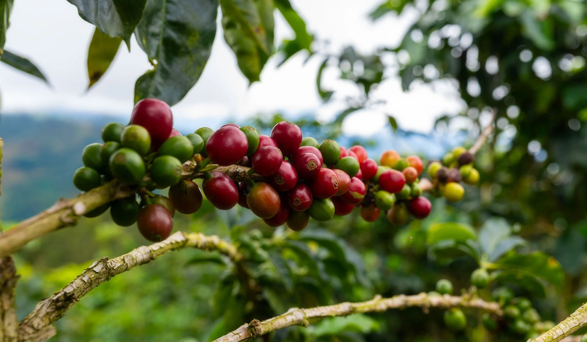 Red coffee cherries on the branch at a relationship farm sourced by Idle Hands Roasting Company