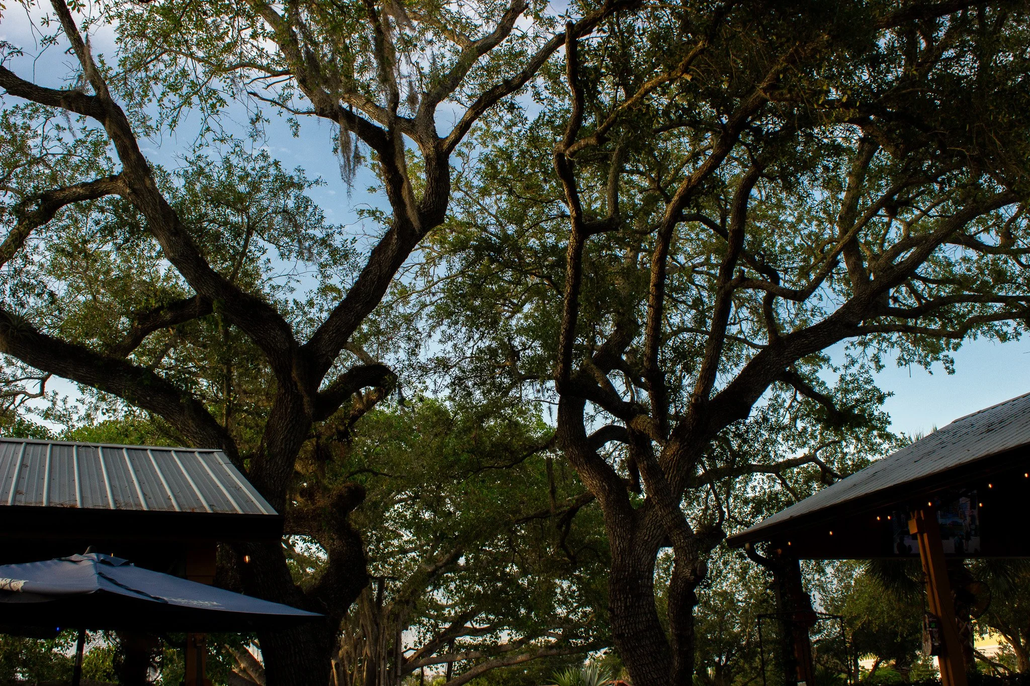 A large, leafless tree with sprawling branches, viewed from beneath, framing rooftops and a partly cloudy sky in the background.