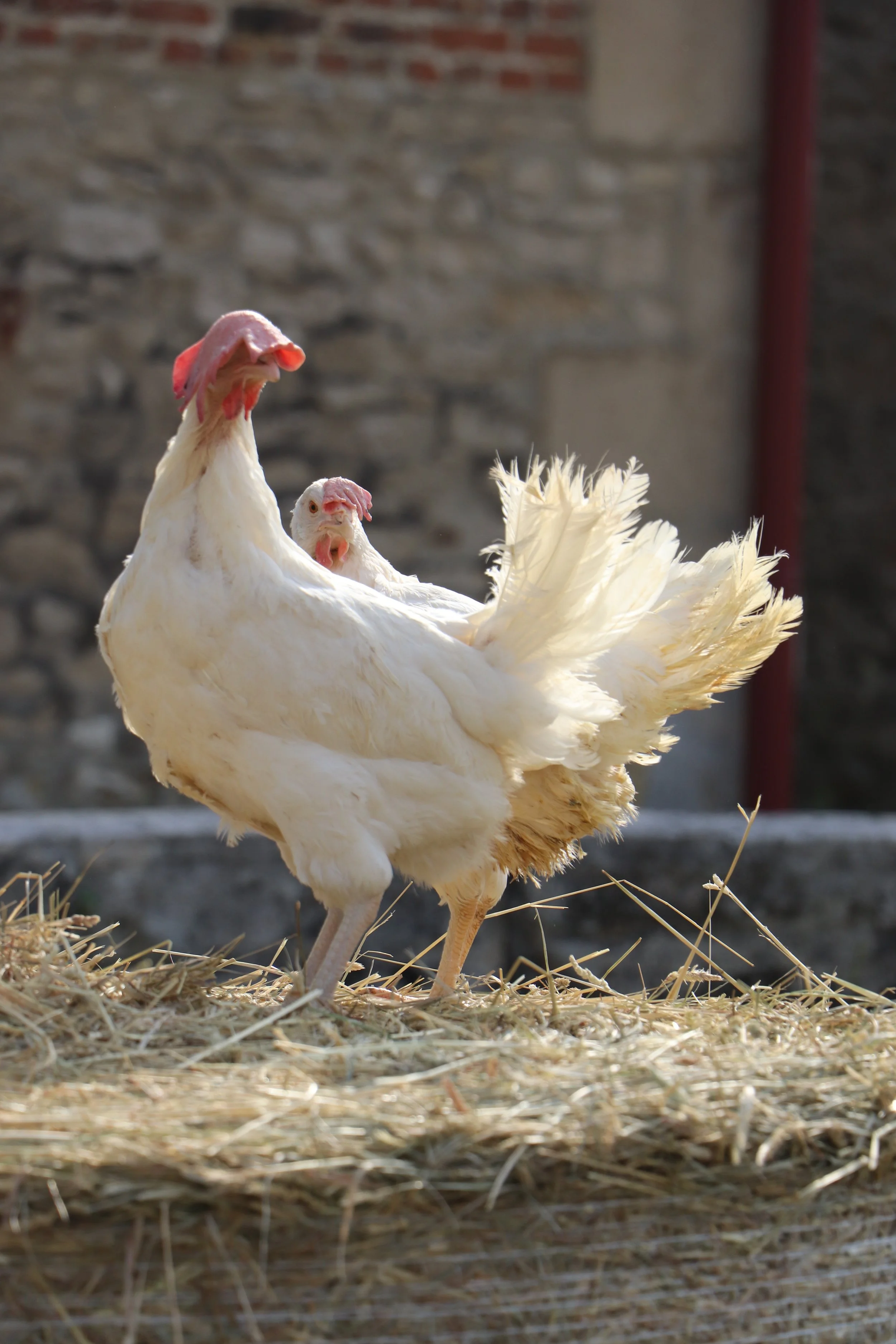 Poules pondeuses