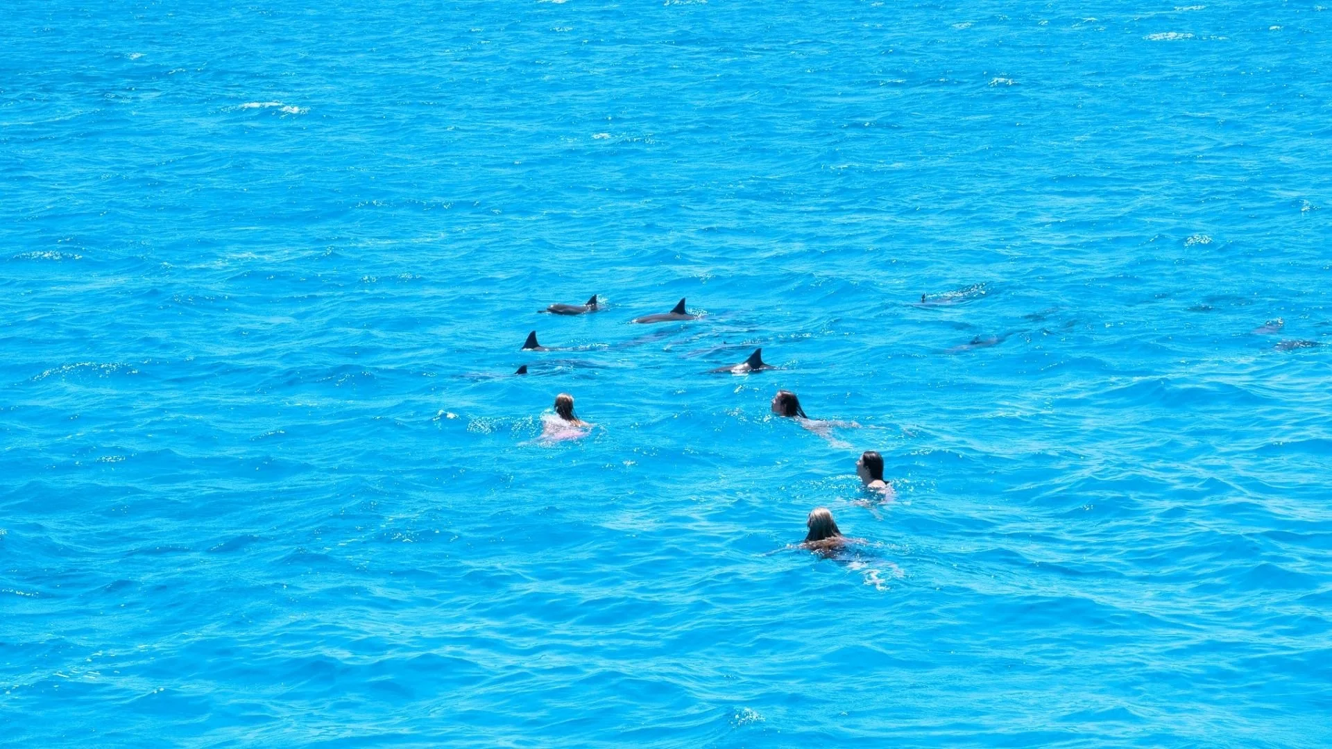 People swimming in the ocean with several dolphins swimming nearby.