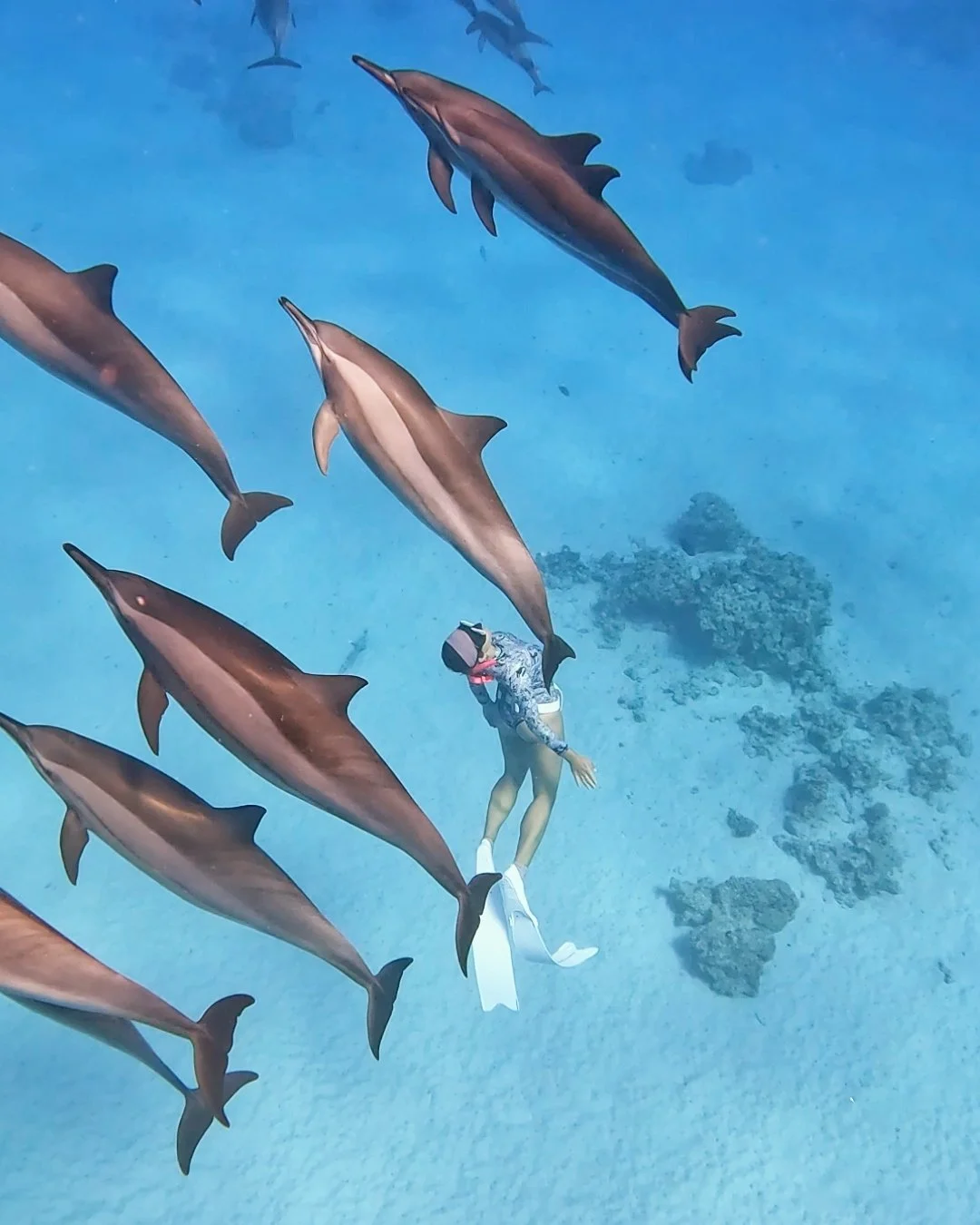 A woman in a swimsuit and fins freediving underwater surrounded by a pod of dolphins.