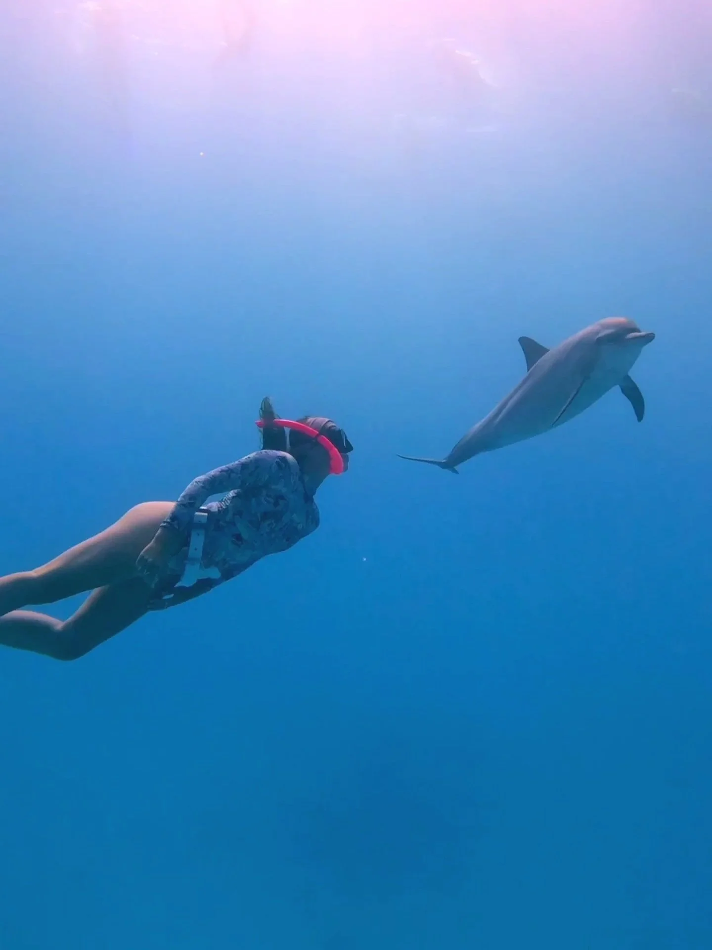 Woman freediving underwater in egypt wearing a swimsuit and a pink snorkel, with a dolphin swimming right next to her.
