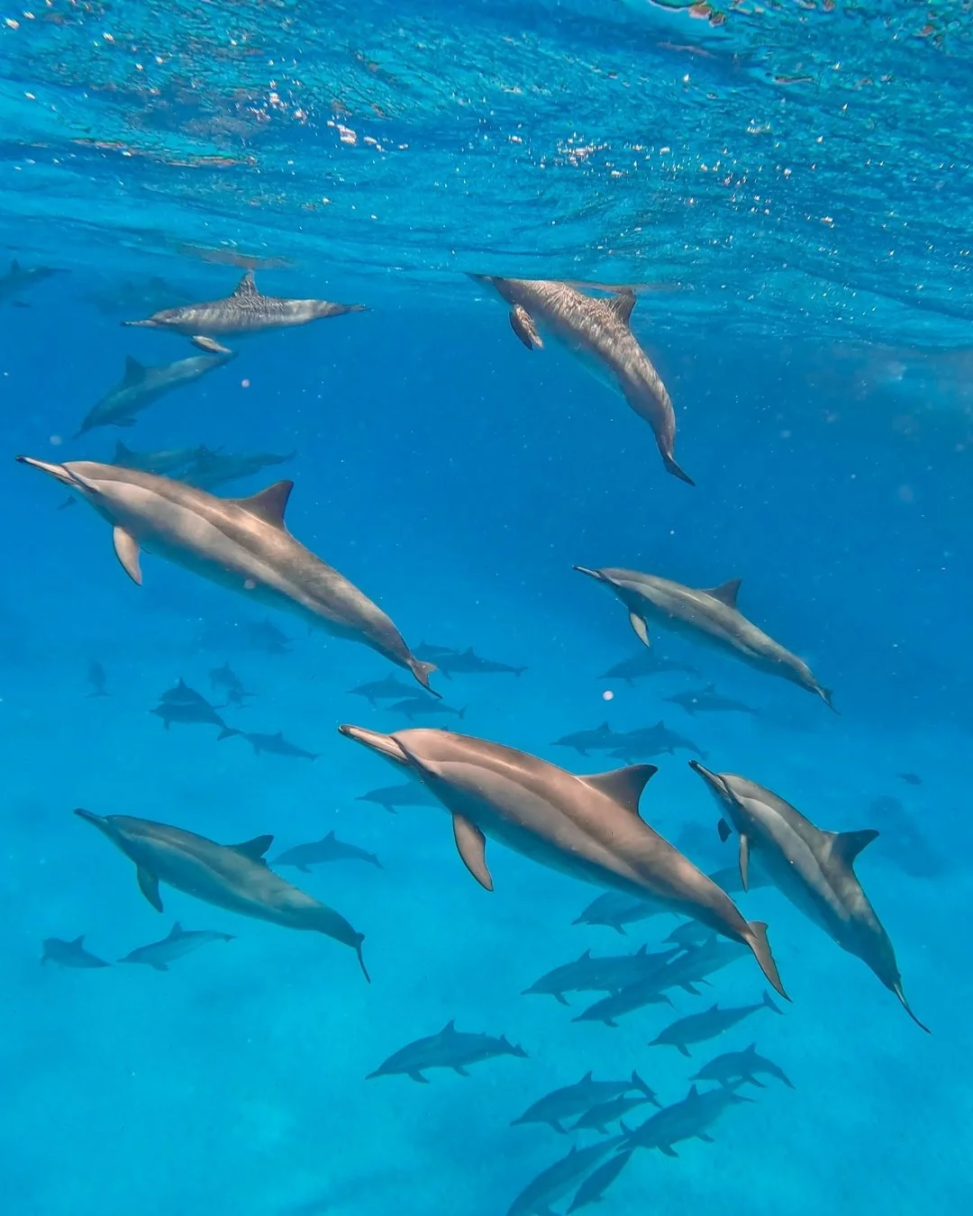 Group of dolphins swimming underwater in the ocean.