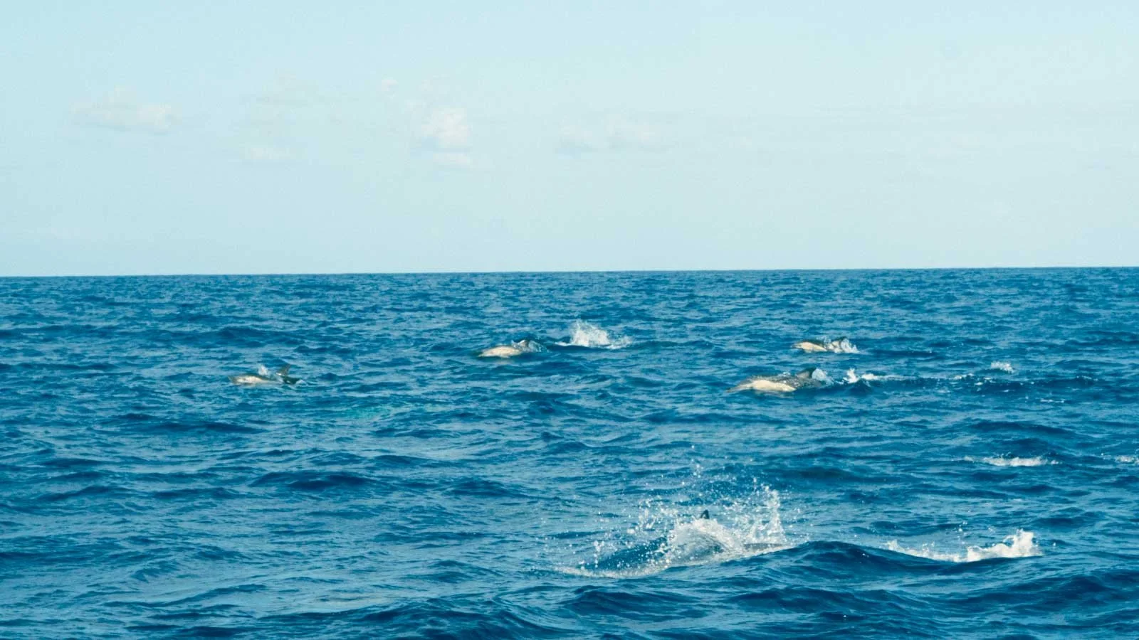 School of dolphins swimming underwater in the ocean.