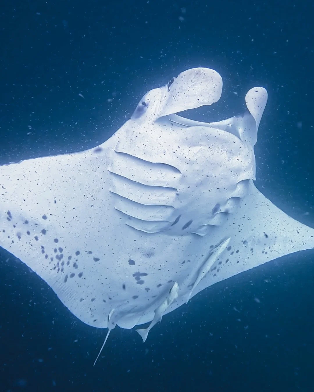 Close-up of a manta ray swimming underwater, with its pectoral fins extended and mouth open.