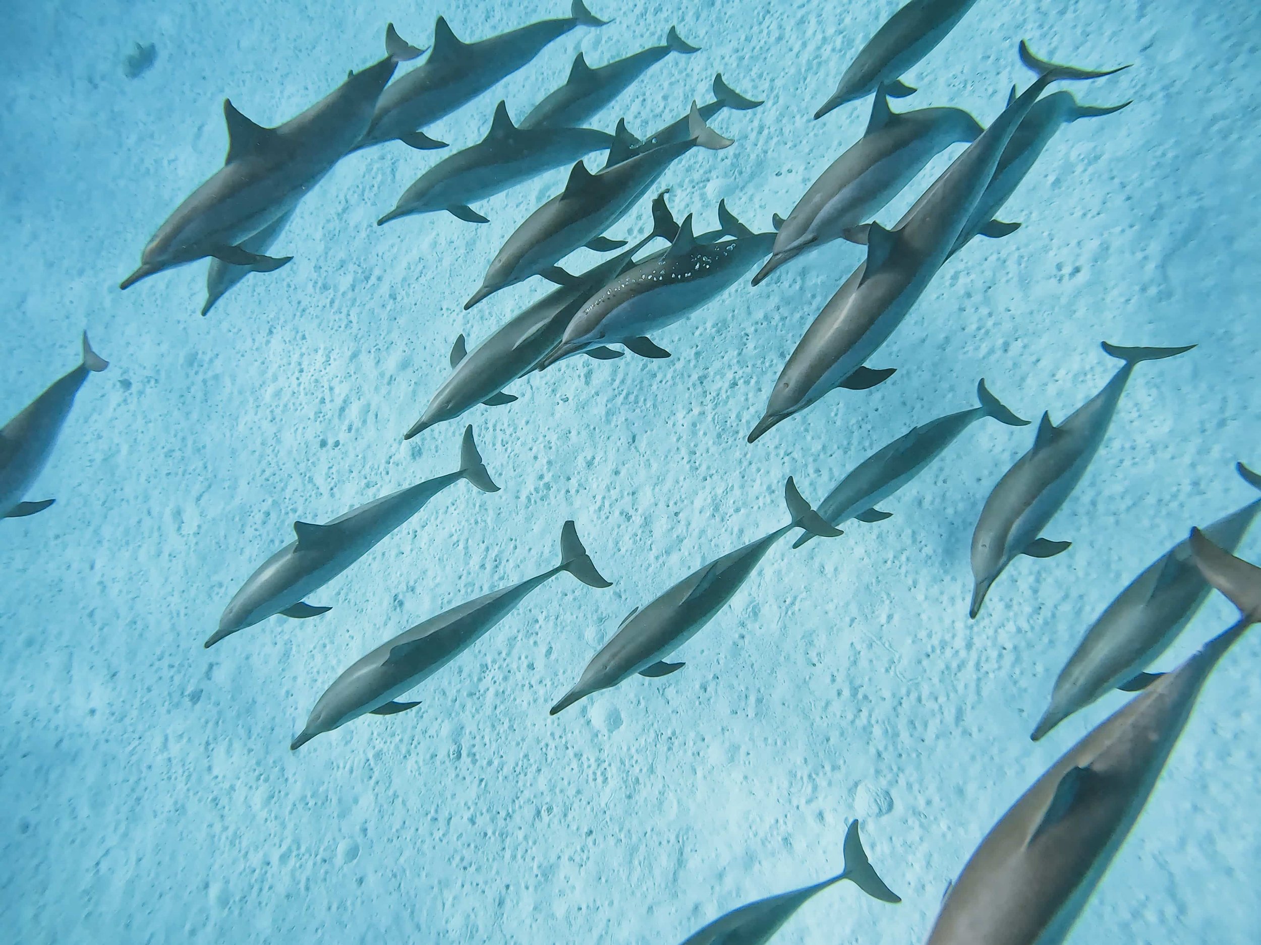 pod of dolpins at sataya reef in turquoise blue water against a white sand ocean floor