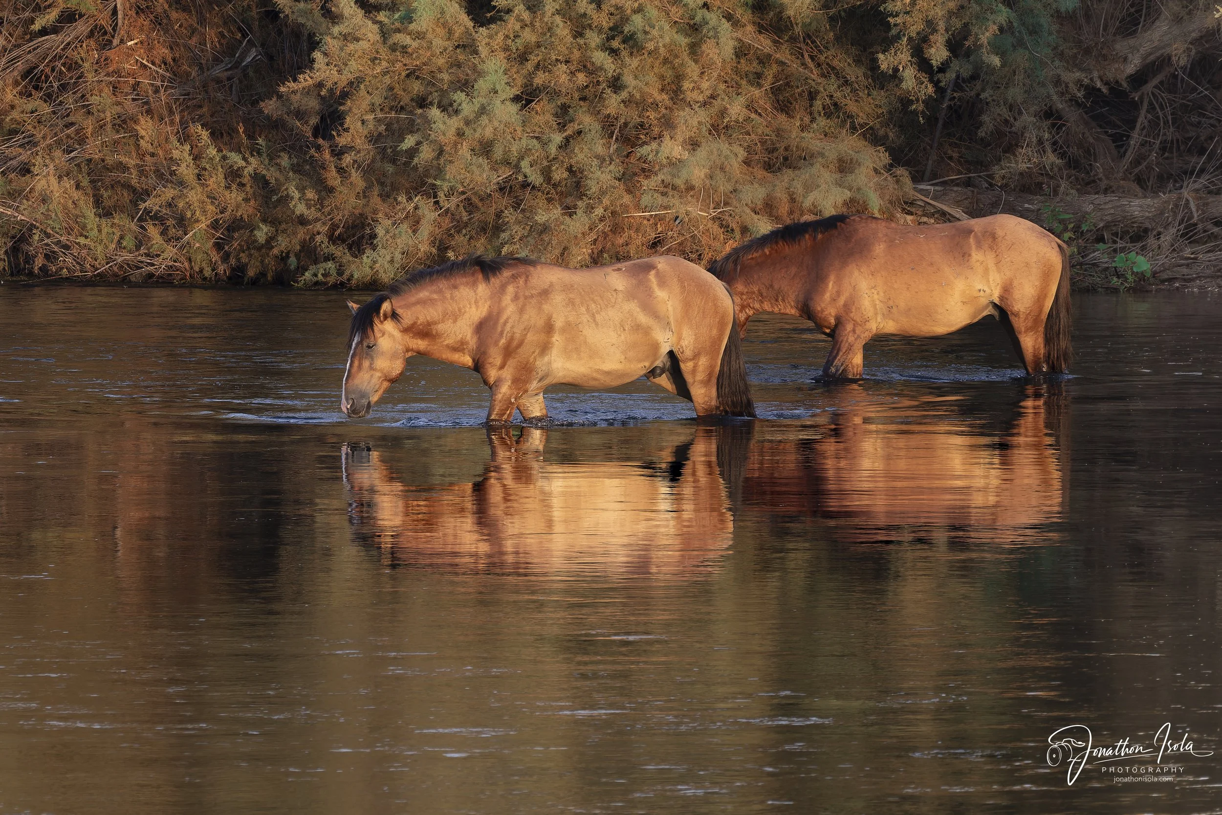 Mammals of Arizona