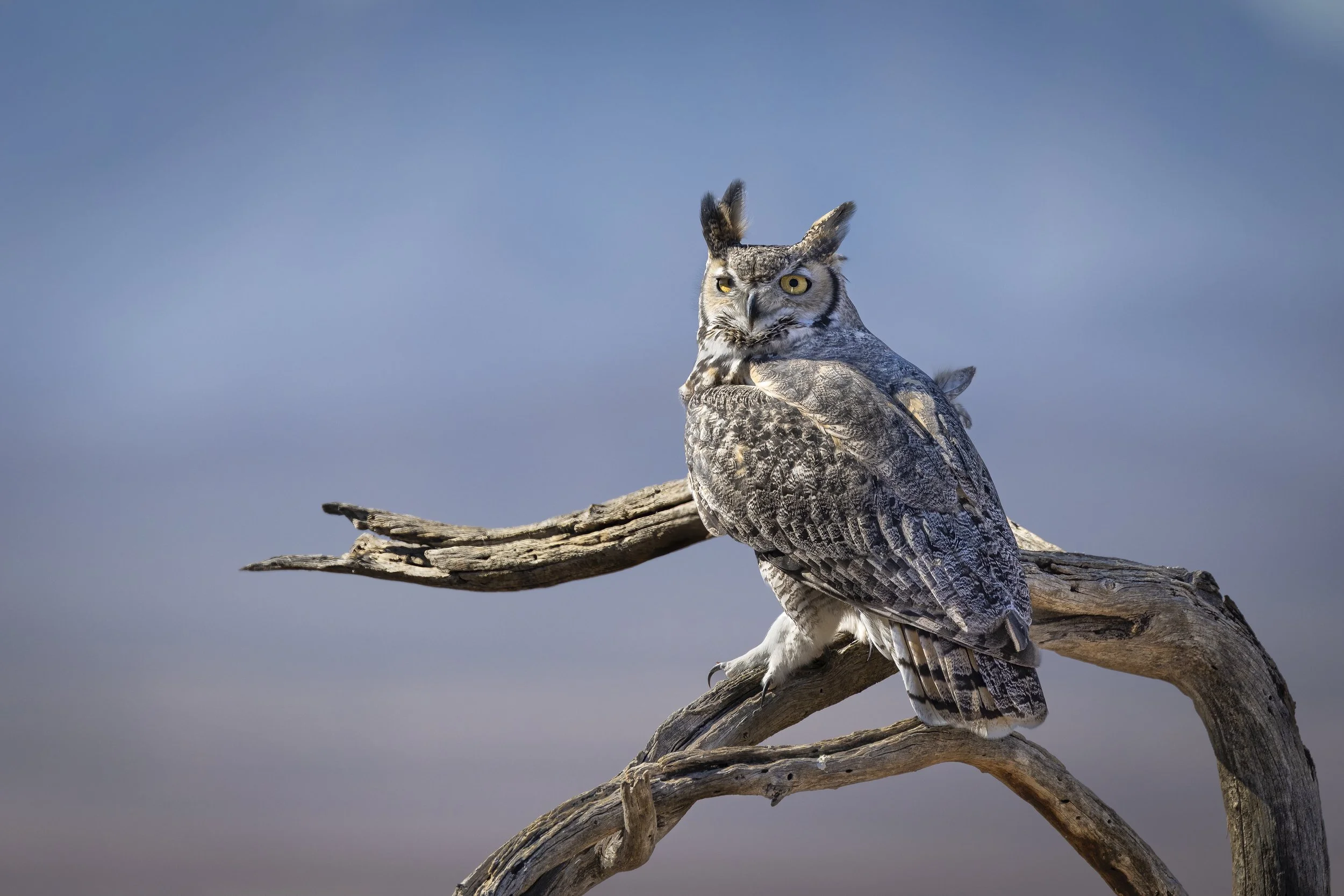 _48A0313-Edit.jpg