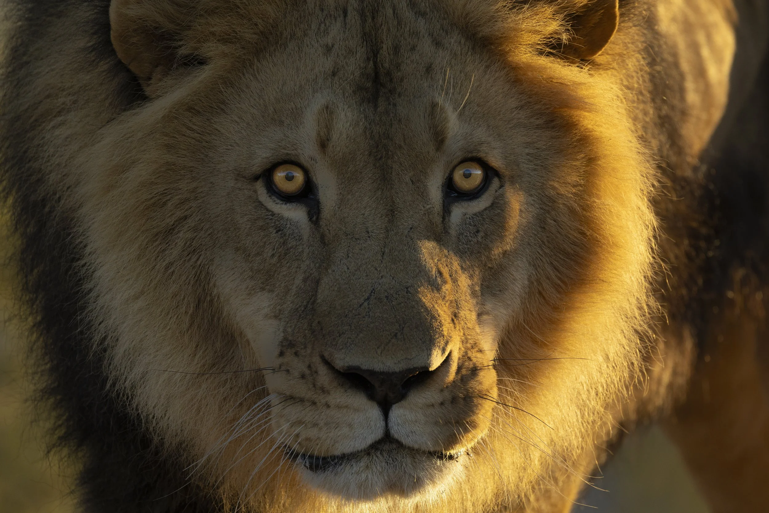 Out of Africa