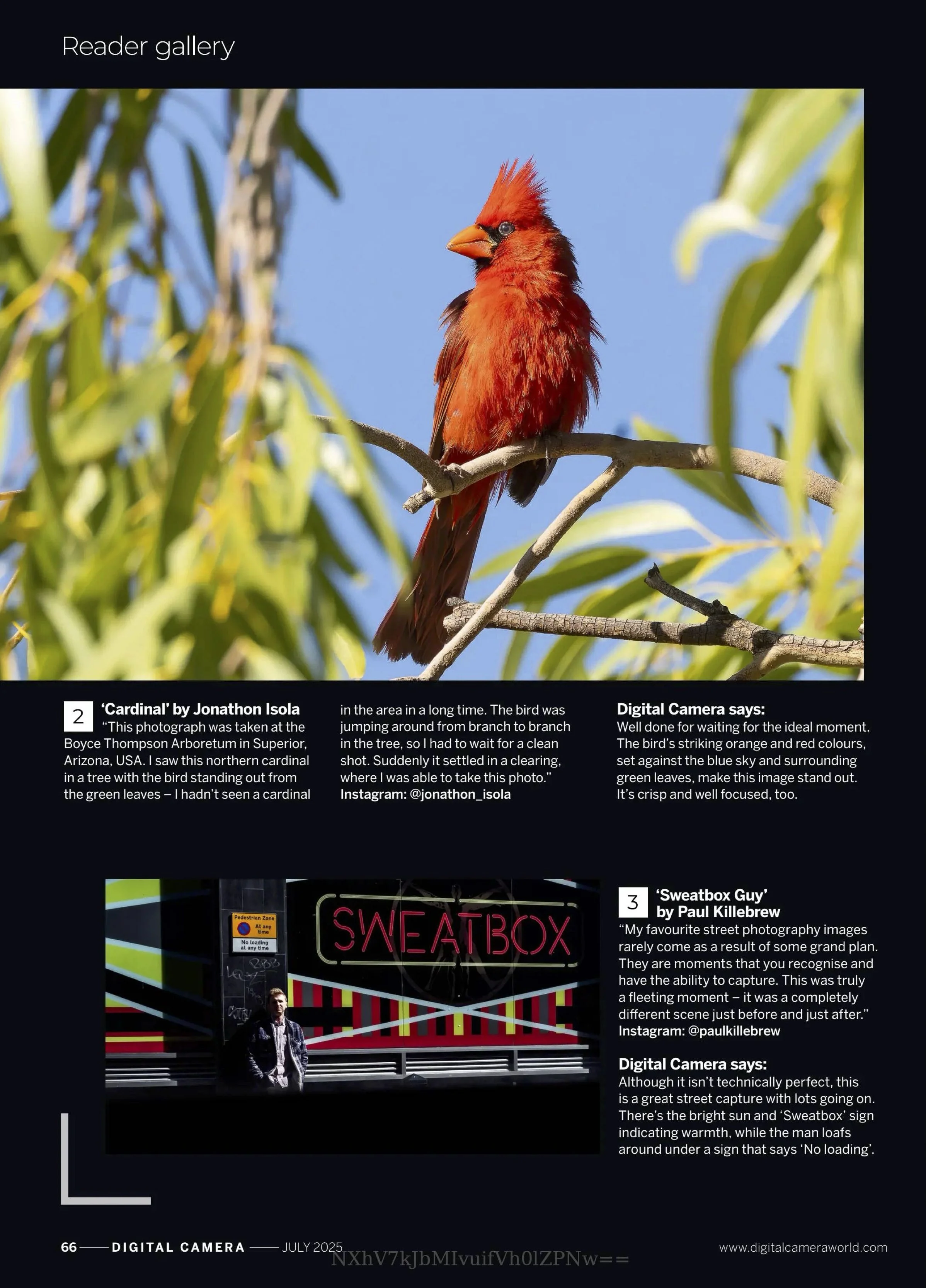 Digital Camera World Magazine Published my cardinal photo 