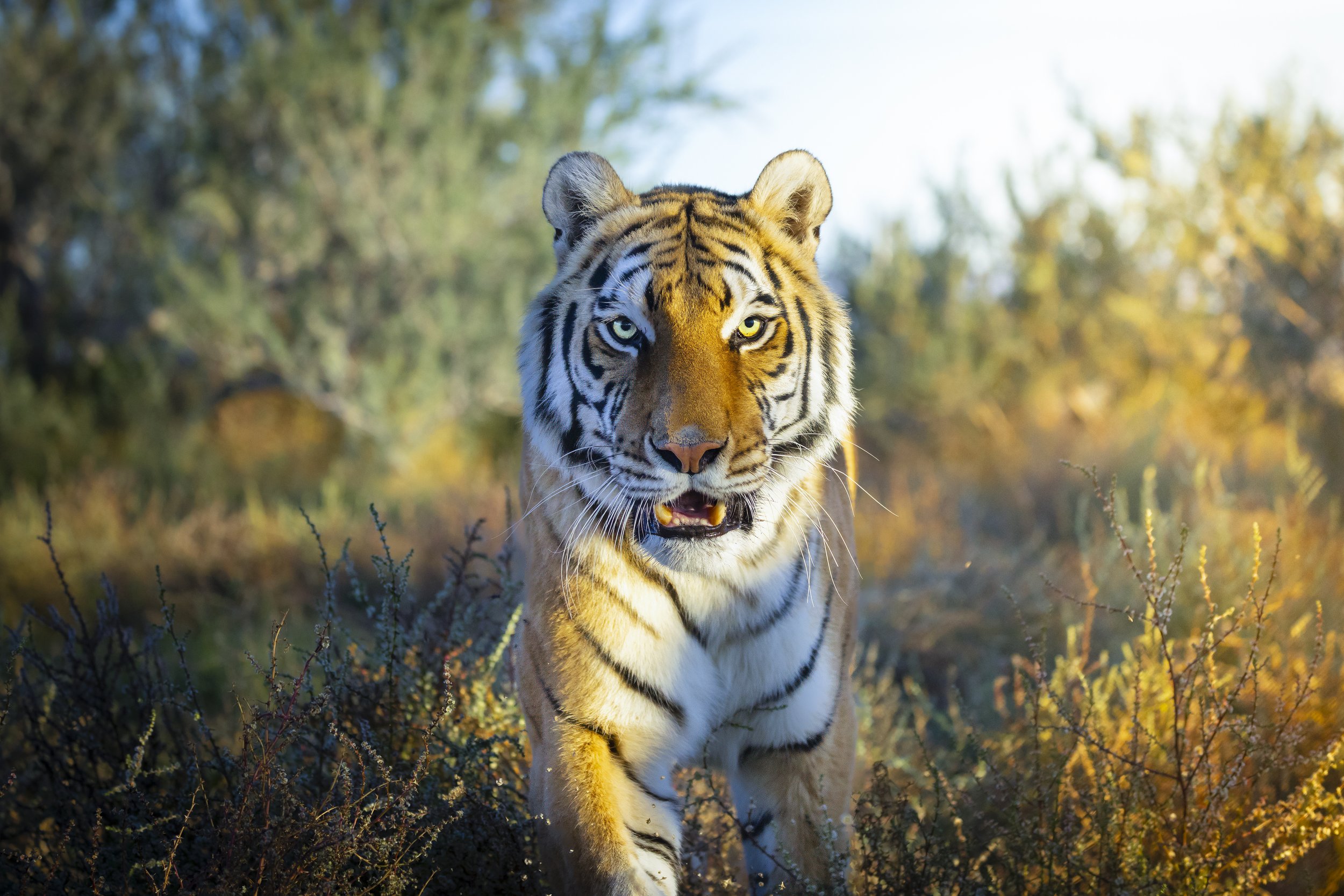 _48A2152-Edit.jpg