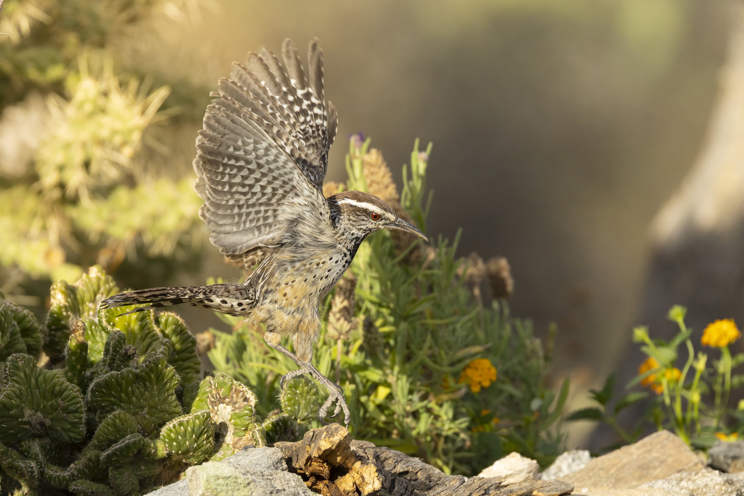 _48A8471-Edit.jpg