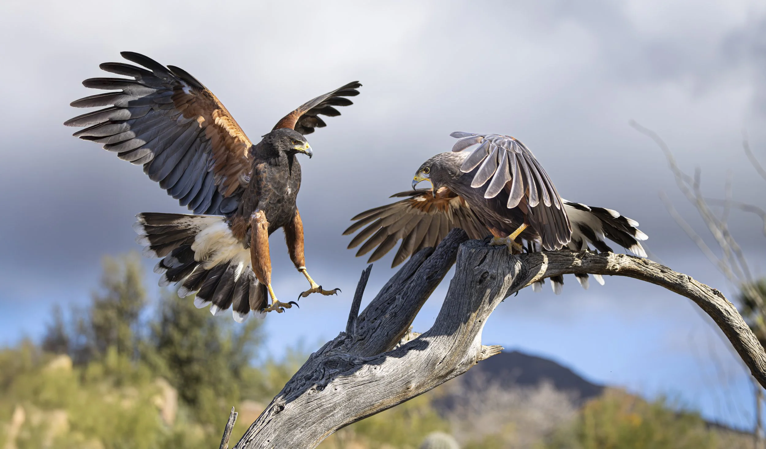 Bird of Arizona