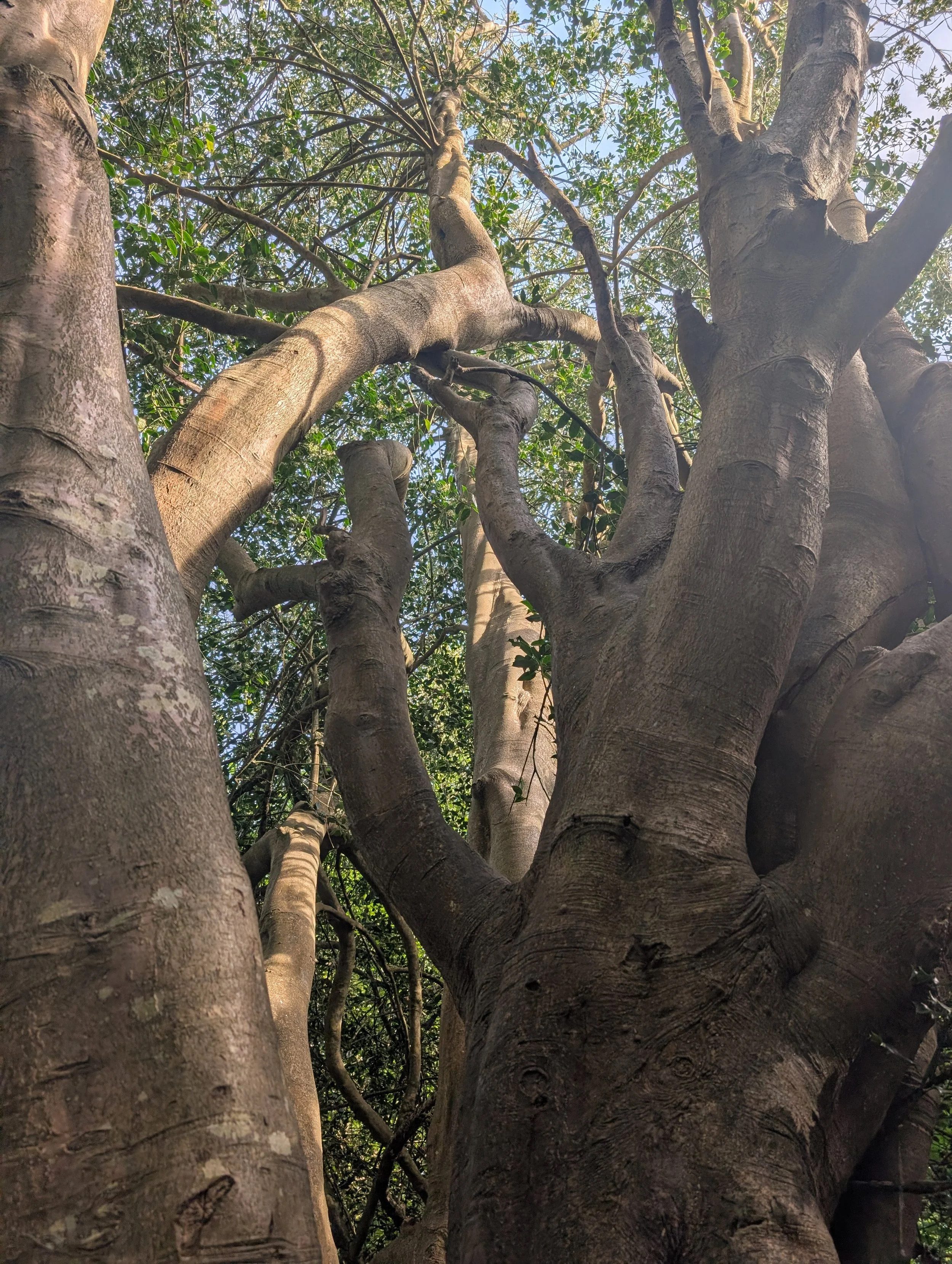 An upward view of a large, mature tree with thick, textured bark and twisting branches, surrounded by green leaves against a clear sky.