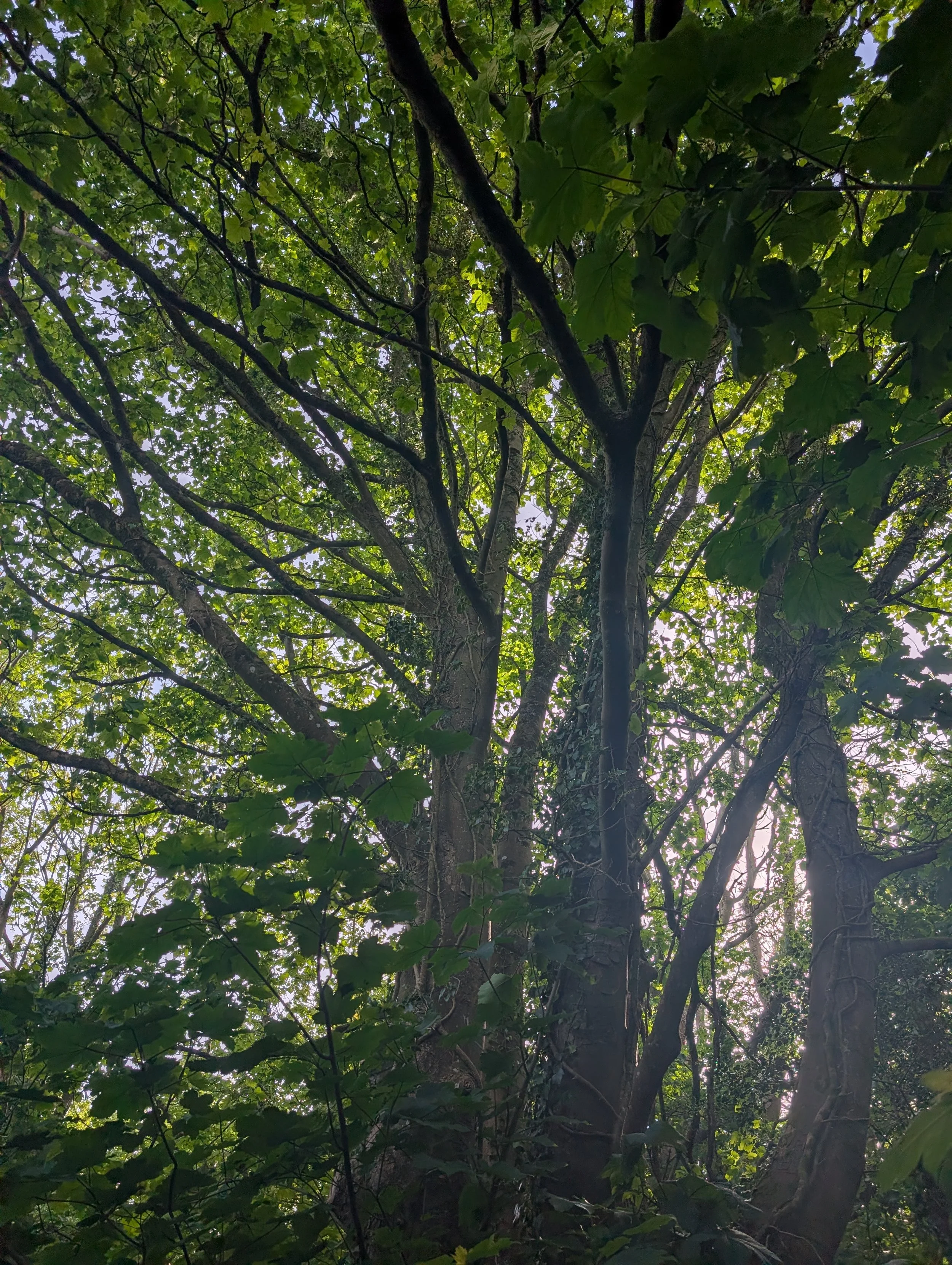 Looking up at the canopy of a tall tree with green leaves and branches, sunlight filtering through the foliage.