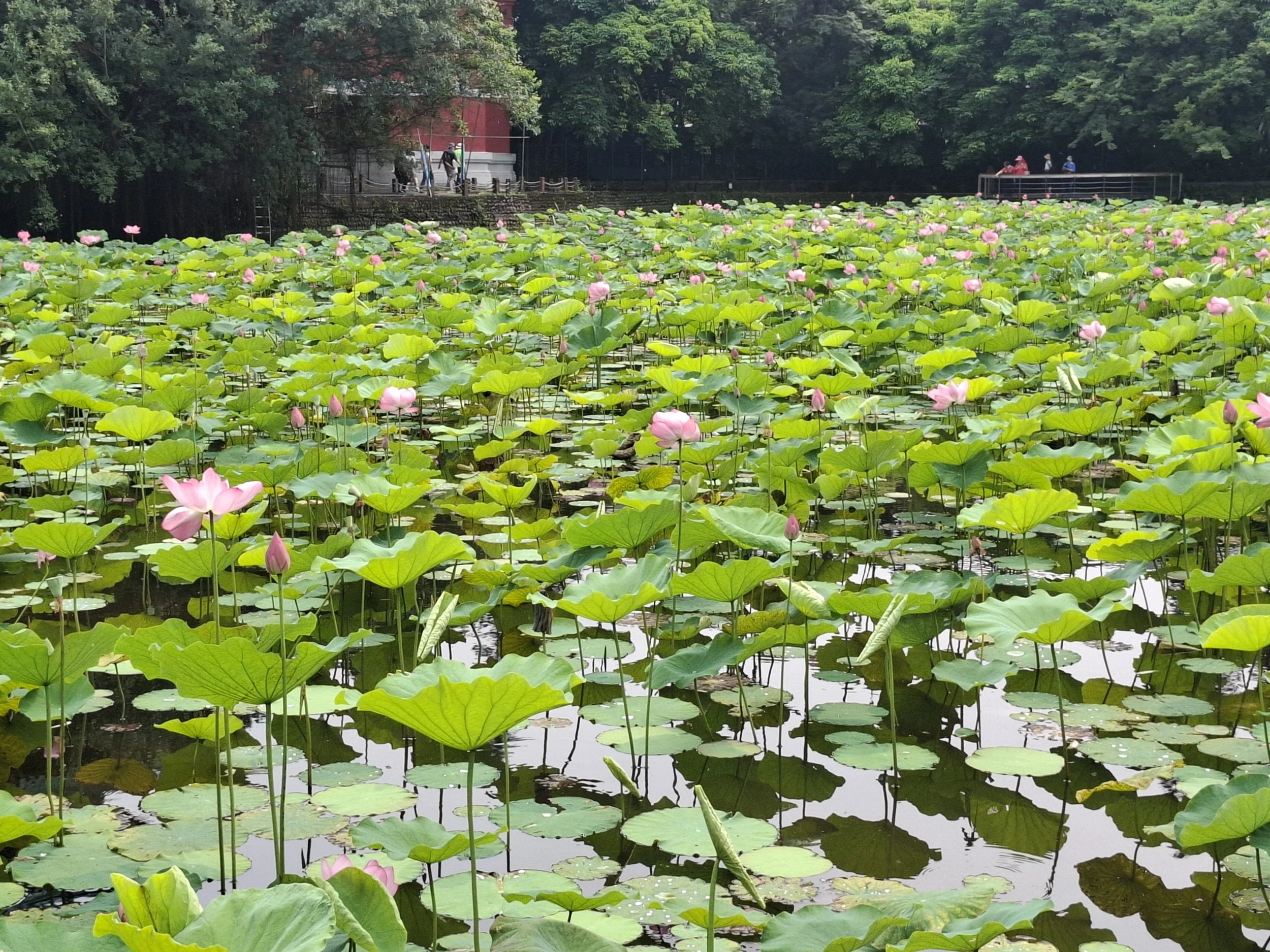 廖昱瑄LIAO,YU-HSUAN_少年組_夏荷 - ___.jpg