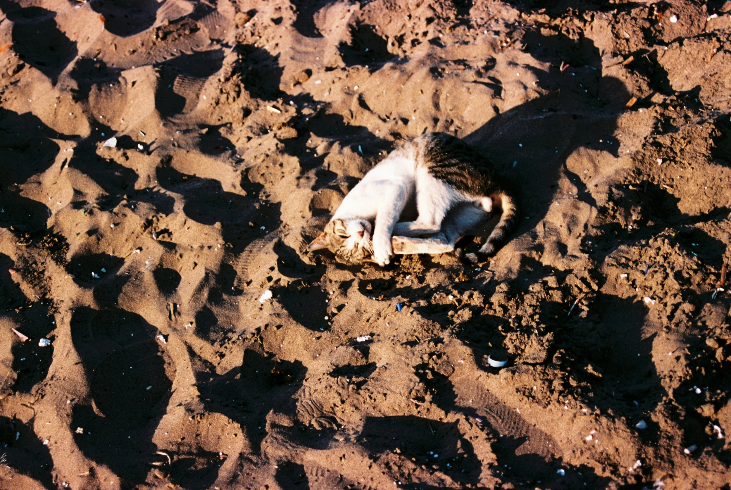 R1-09153-0013.JPG