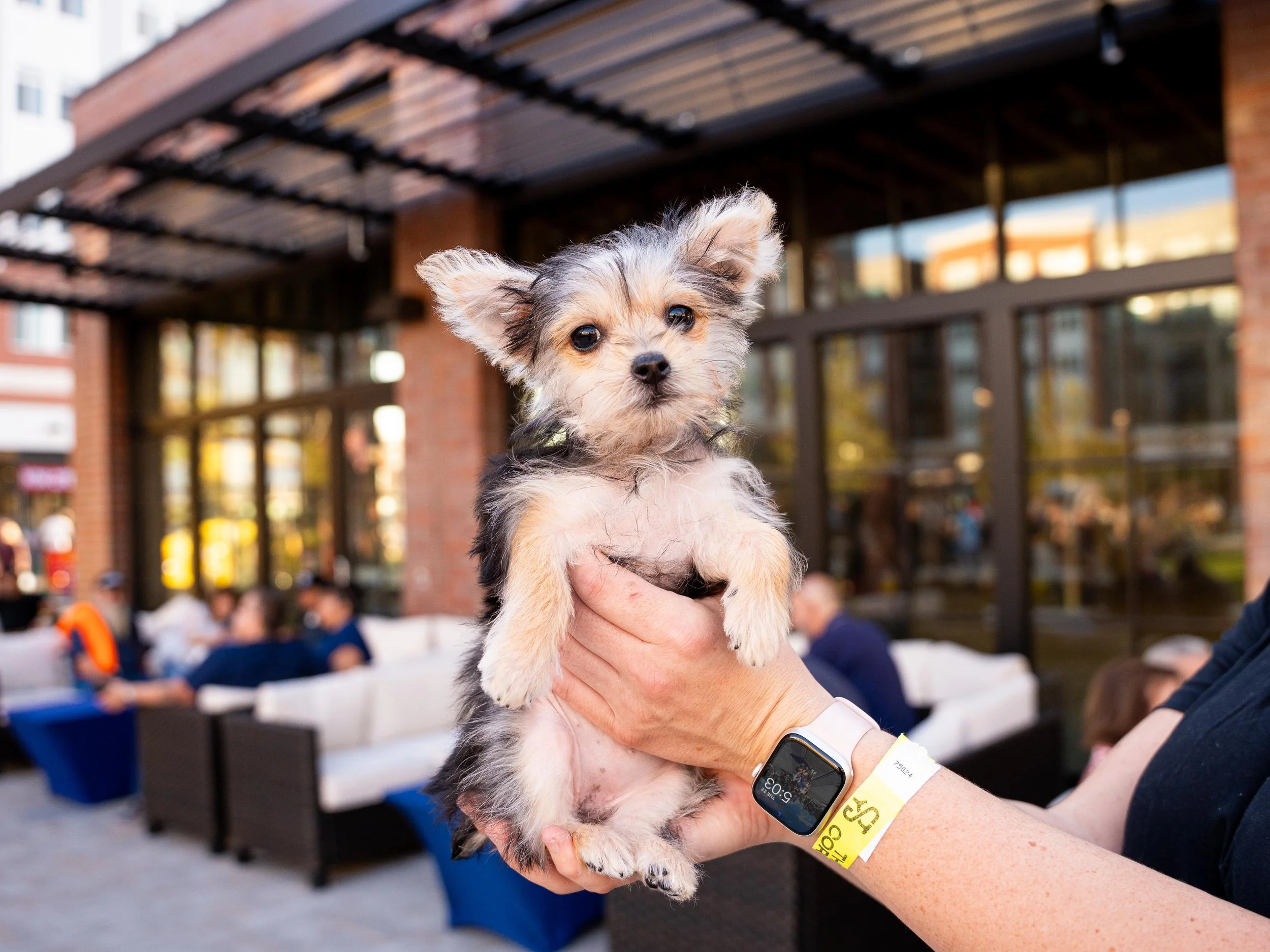 Small Dog