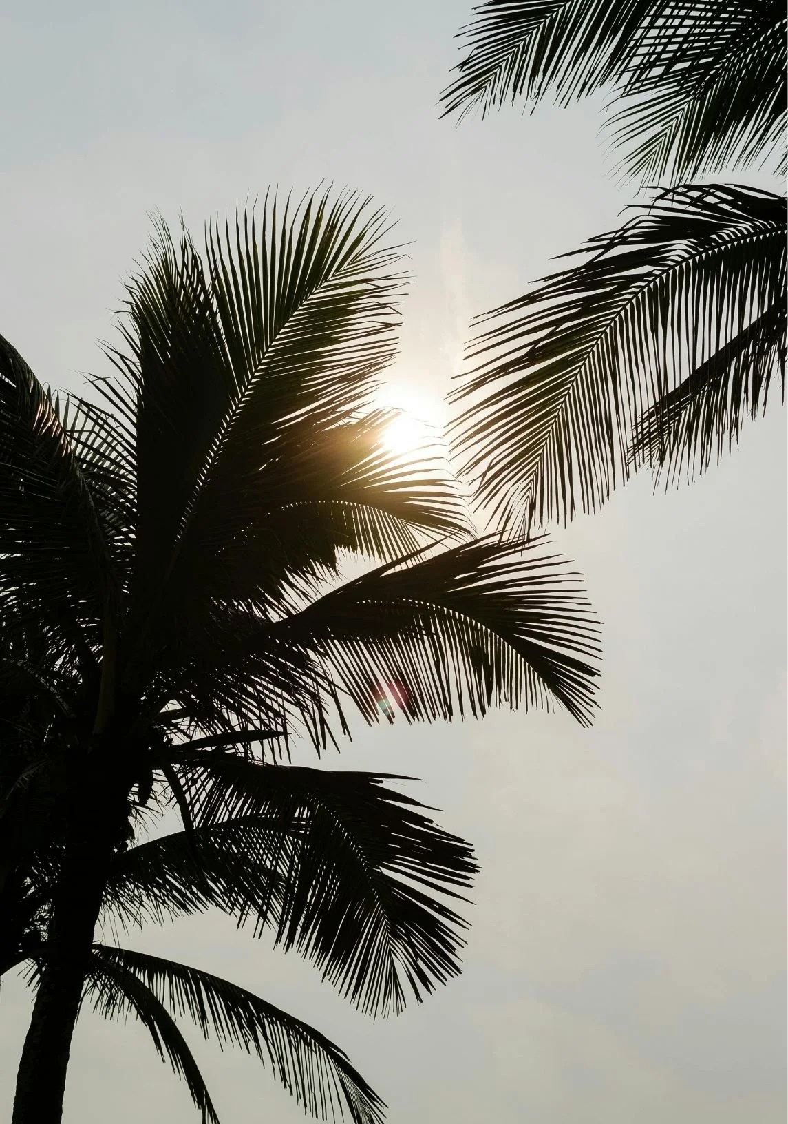 Silhouette of palm trees with the sun partially visible behind the leaves, against a pale sky.