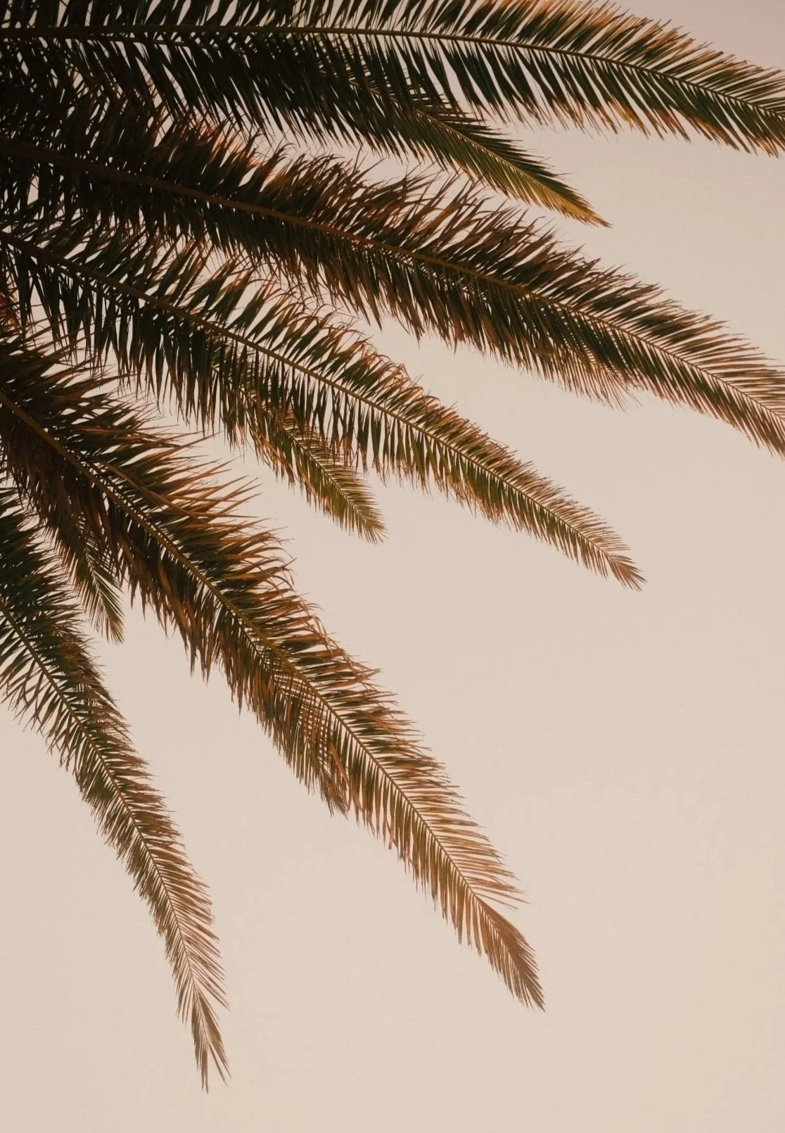 Close-up of palm tree fronds against a neutral sky at sunset or sunrise.